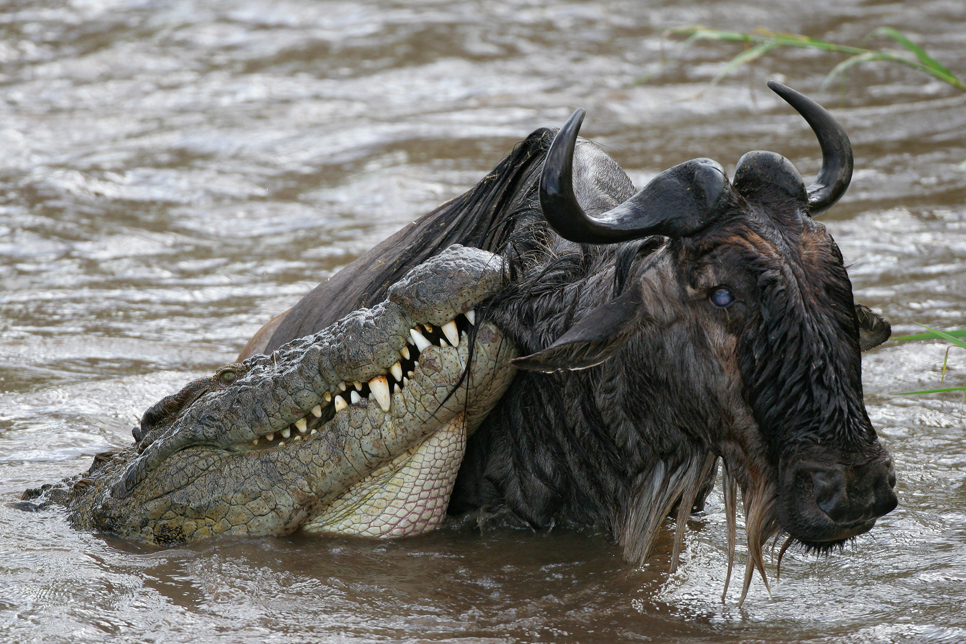 Nile Crocodile and male Wildebeest in a stalemate in the Mara River (the Wildebeest escaped) - Masai Mara