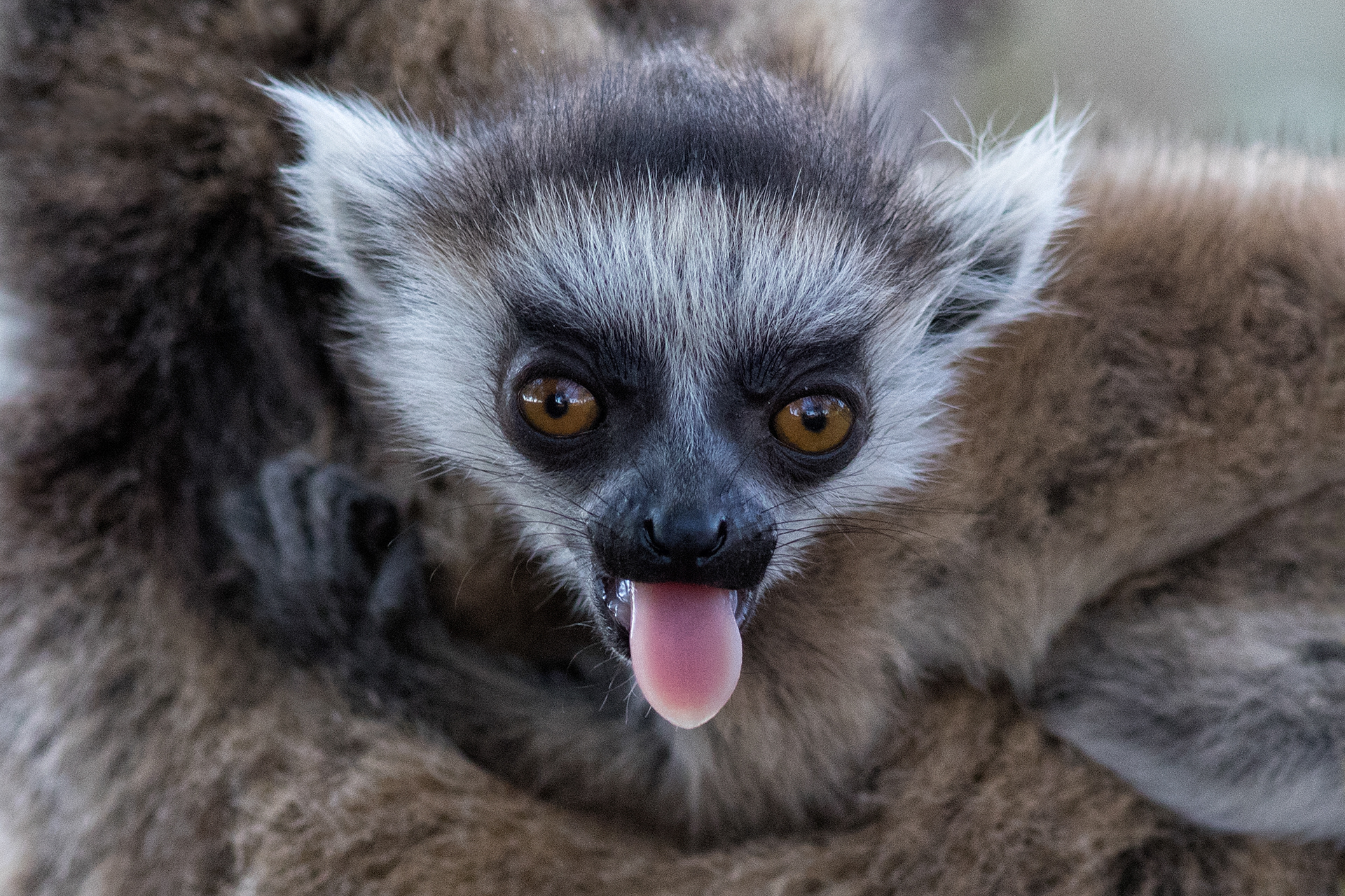 Ring-tailed lemur baby - Berenty - RM