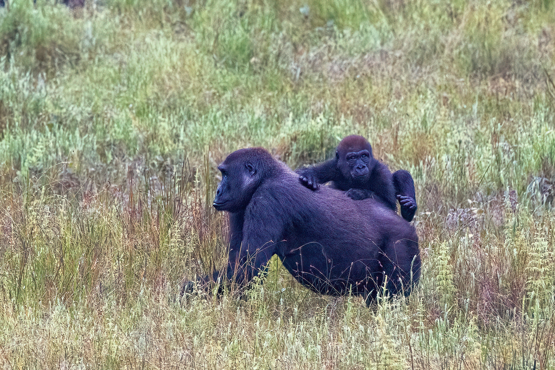 Western Lowland Gorilla mother and baby - Odzala, Republic of Congo-RM