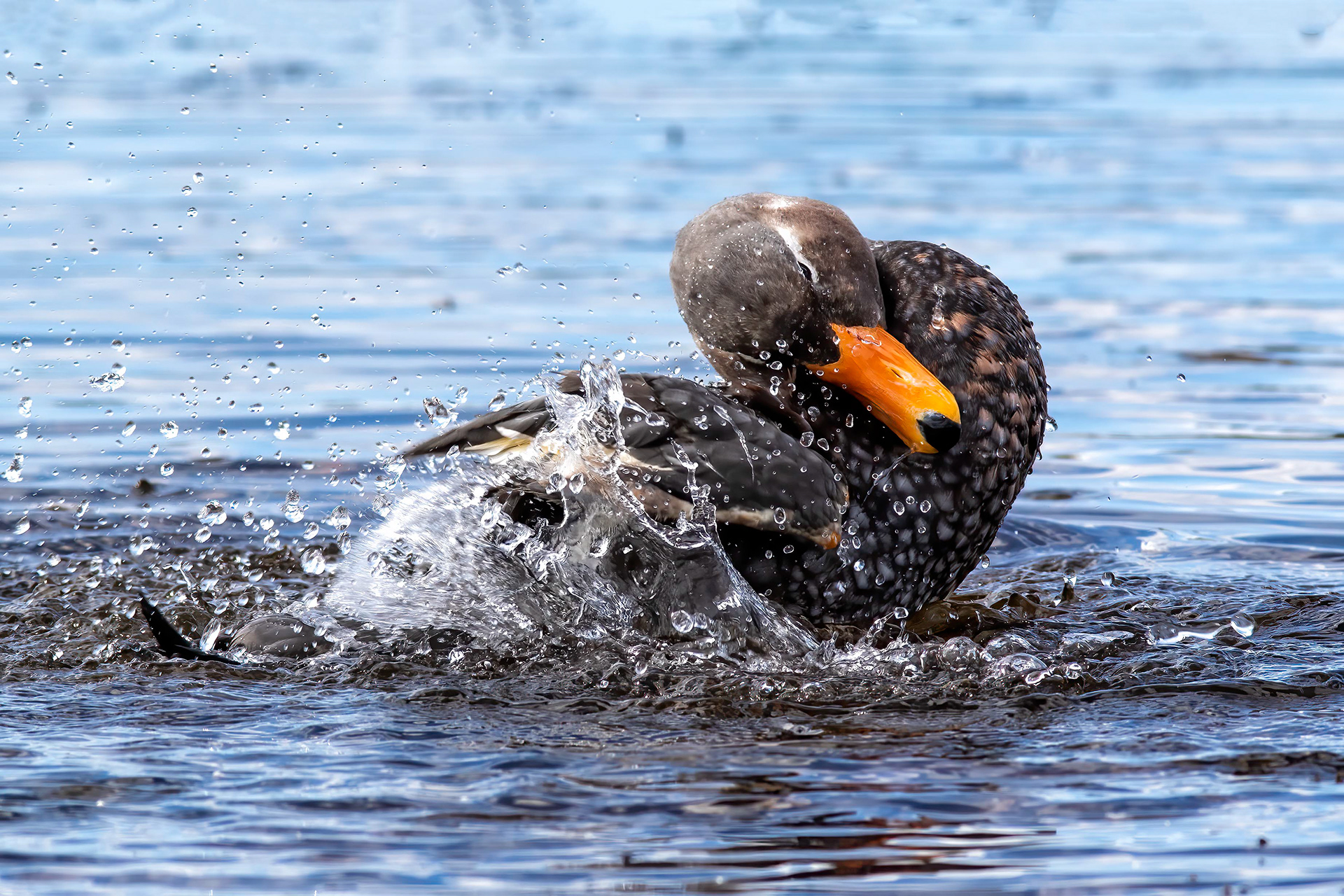 Falkland Steamer Duck bathing in a rock pool - Falklands - RM