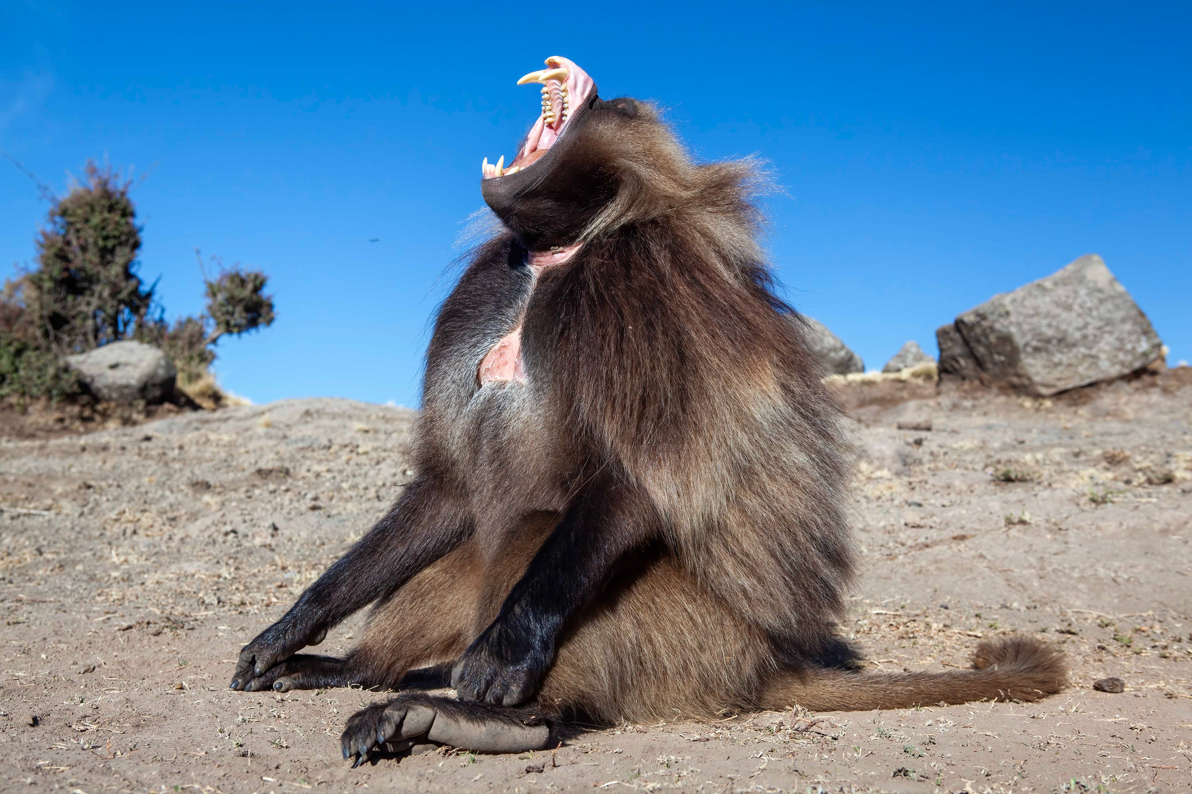 Male gelada Baboon displaying dominance - Simien Mountains, Ethiopia