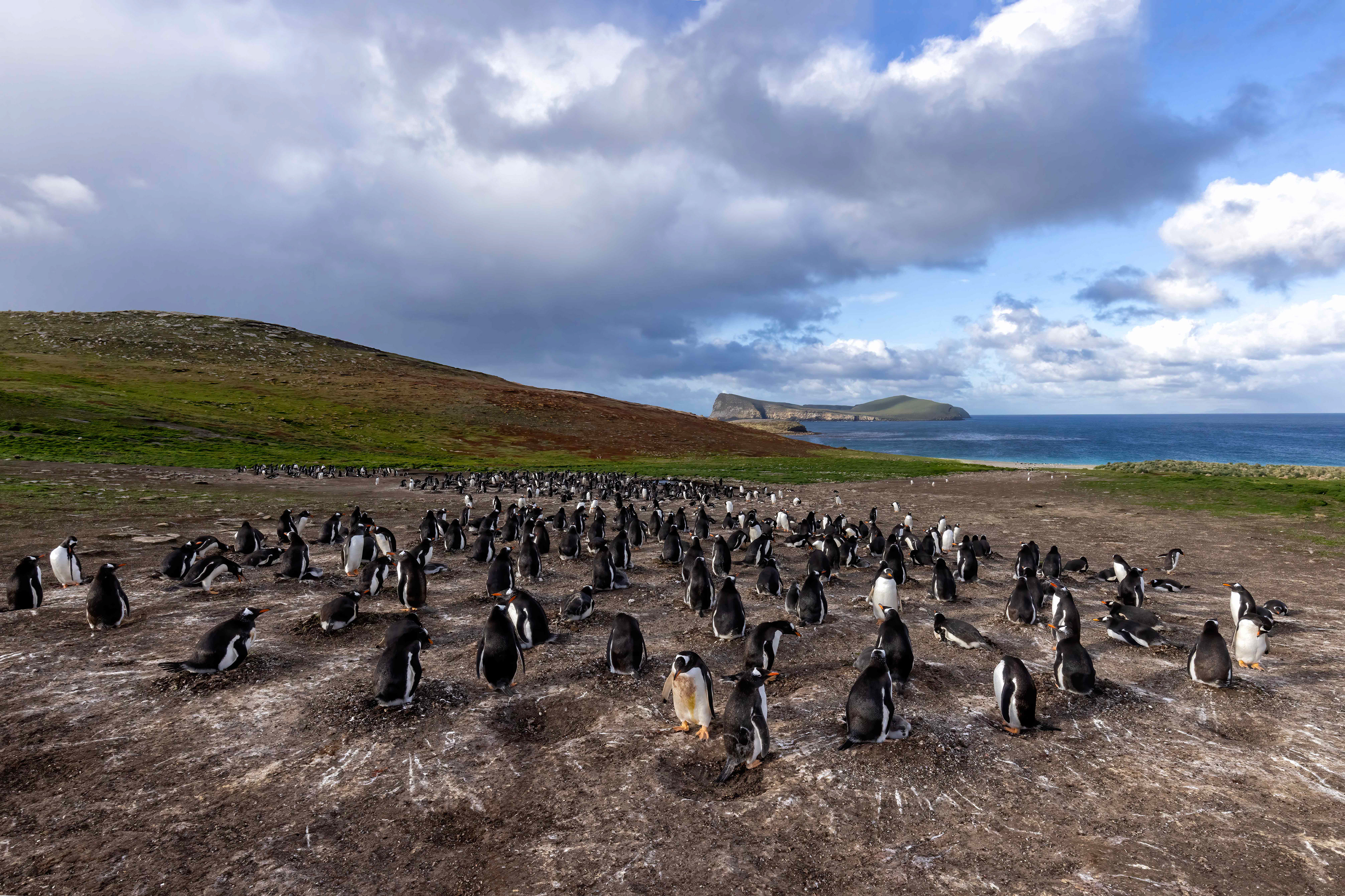 Gentoo Penguin colony in the evening light - Falklands