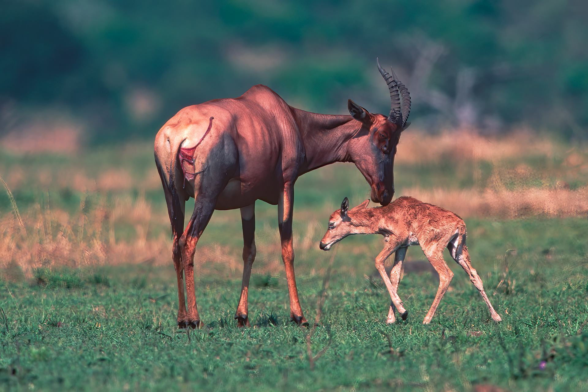 Newborn Topi learning to walk - Masai Mara
