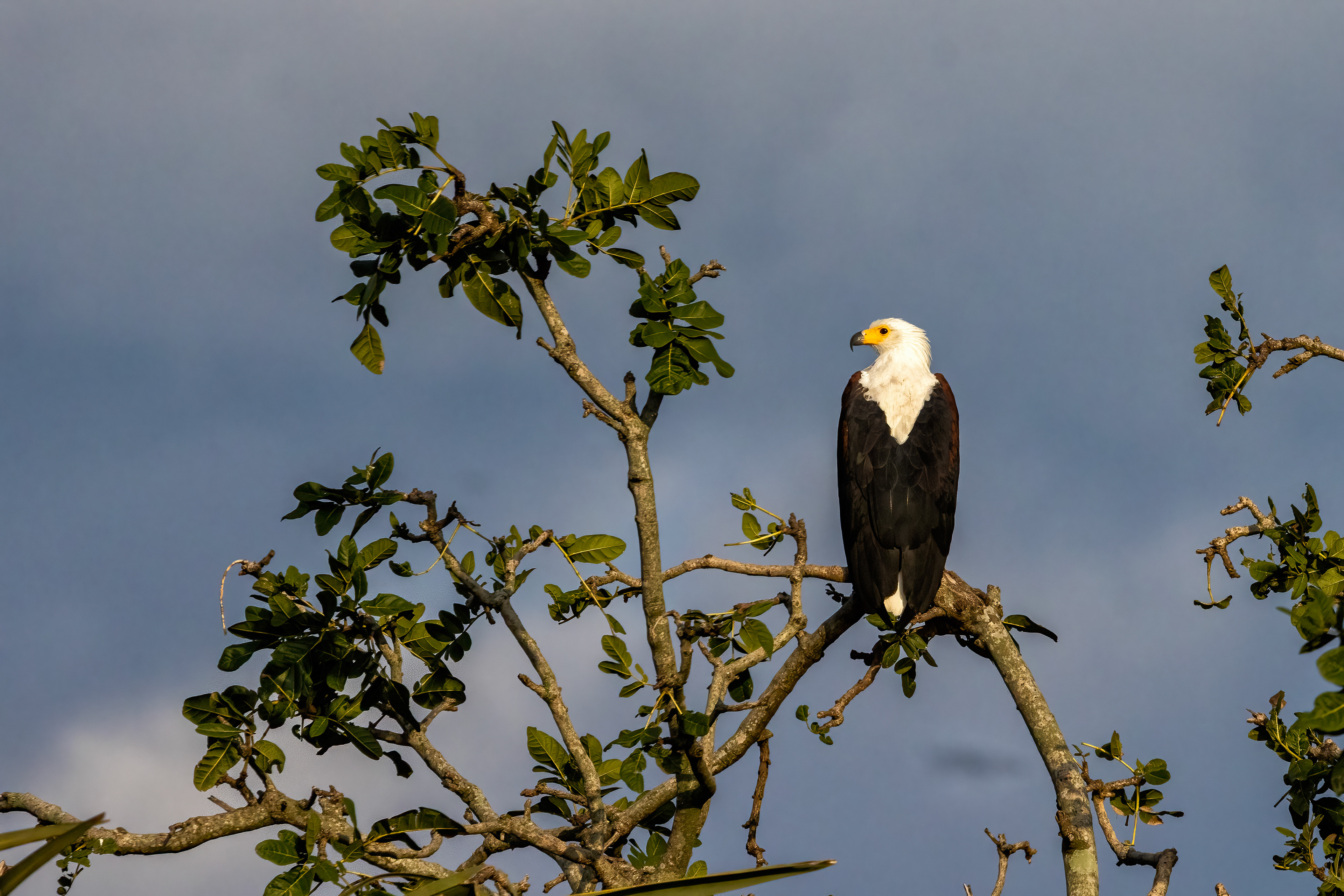 African Fish Eagle - Murchison Falls National Park, Uganda