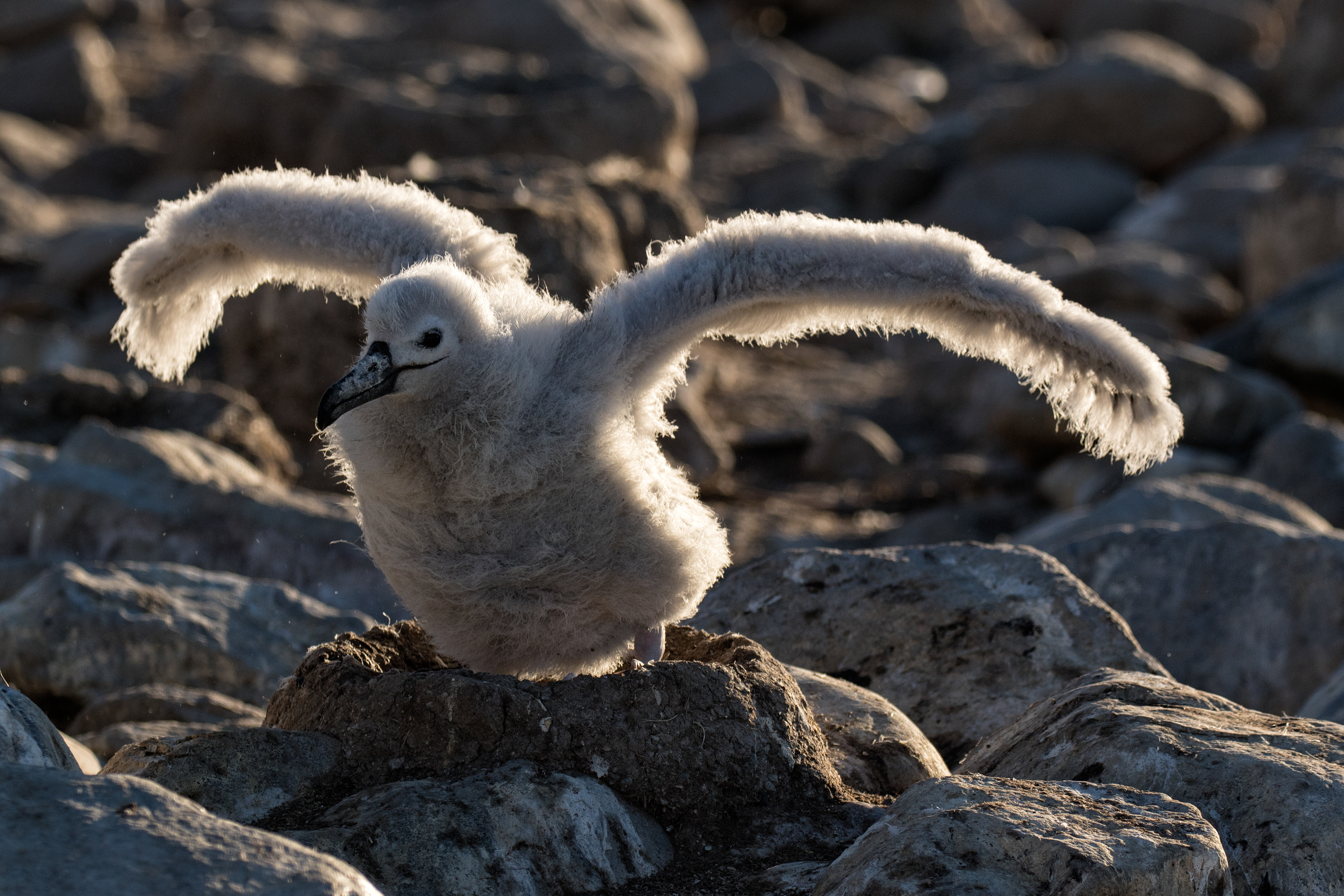 Young Black-browed albatross testing its wings - Falklands