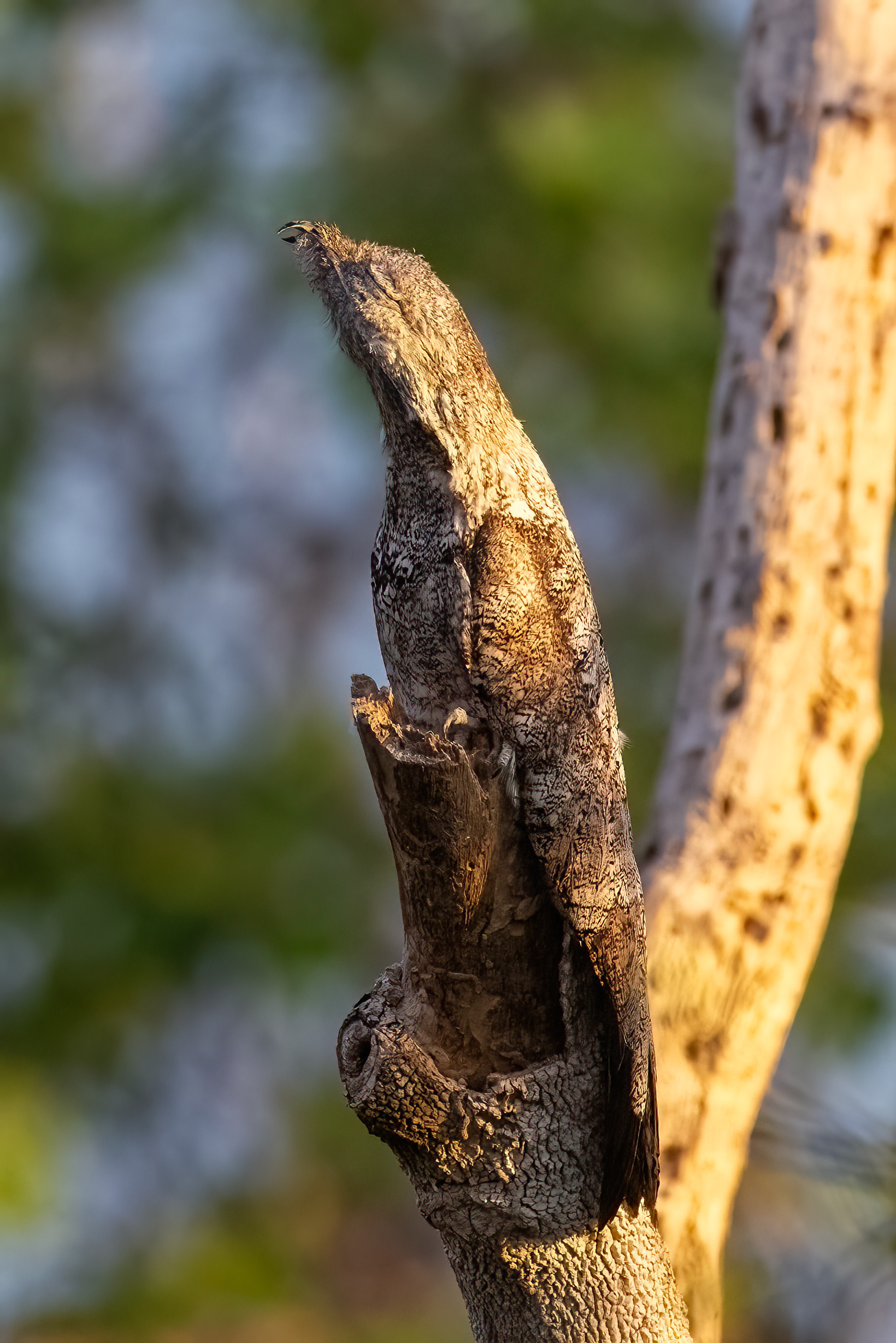 Great Potoo