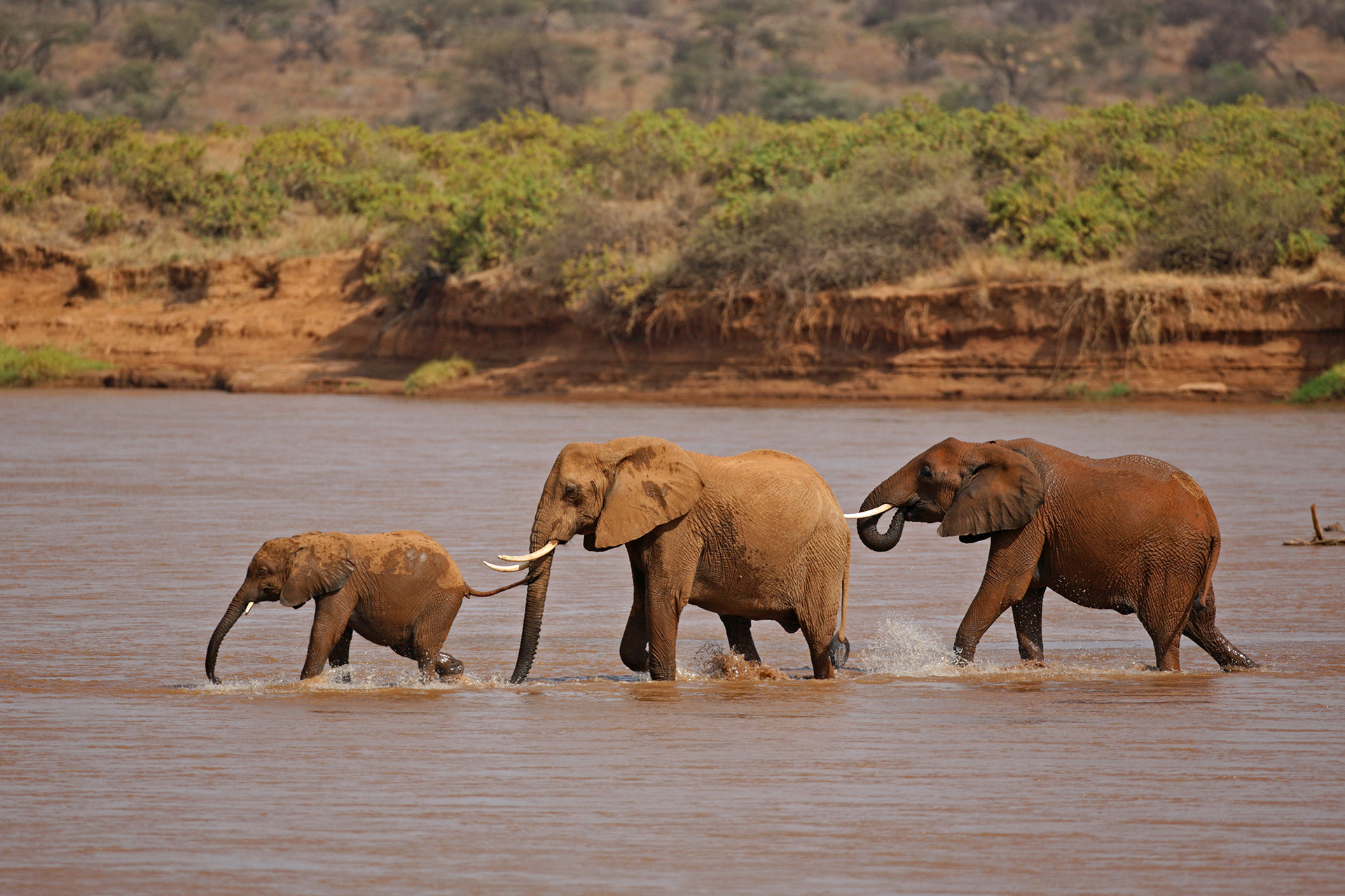 Elephant family crossing the Ewaso Nyiro River - Samburu