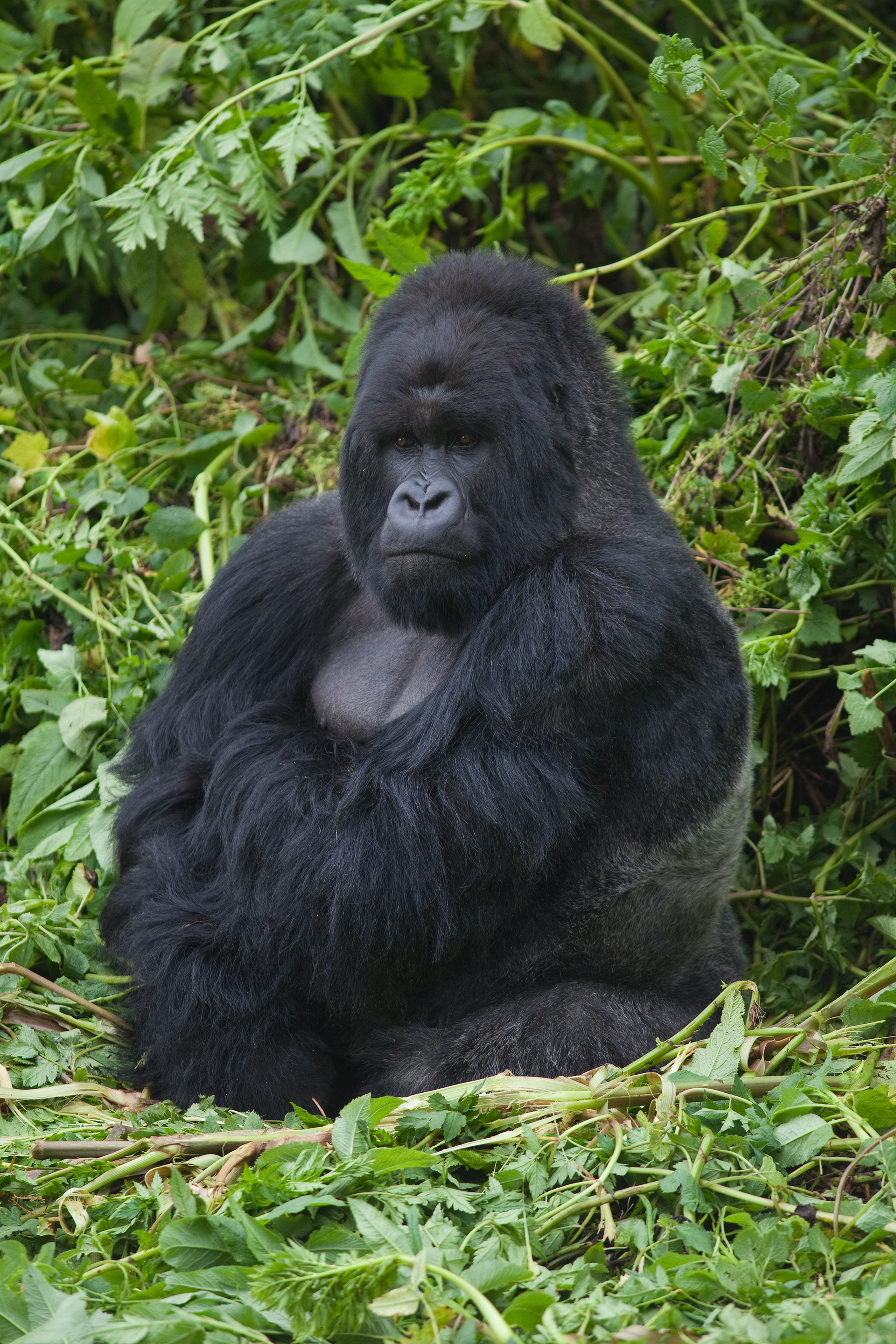 Silverback Mountain Gorilla - Rwanda