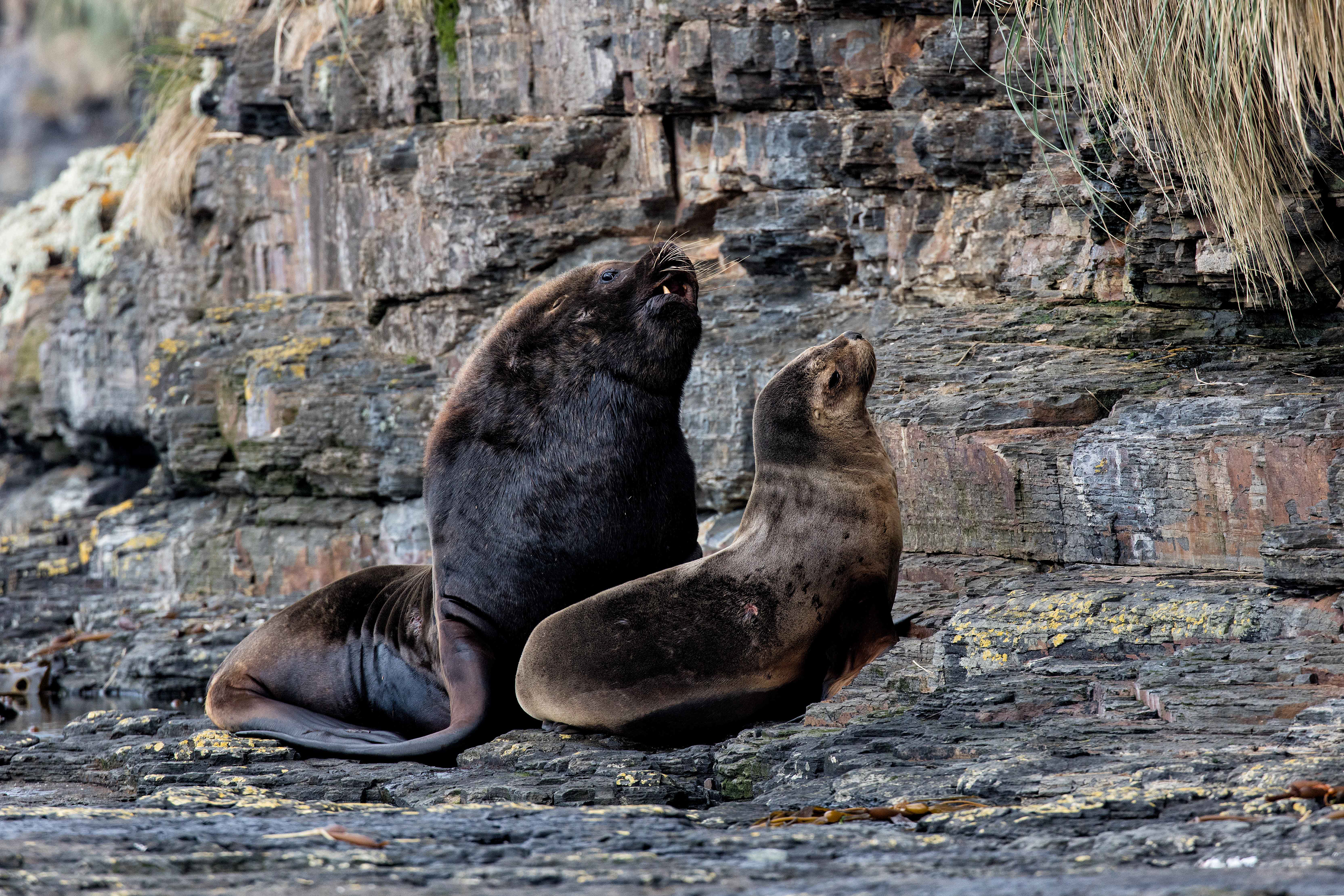 Male and female Sealions - Falklands