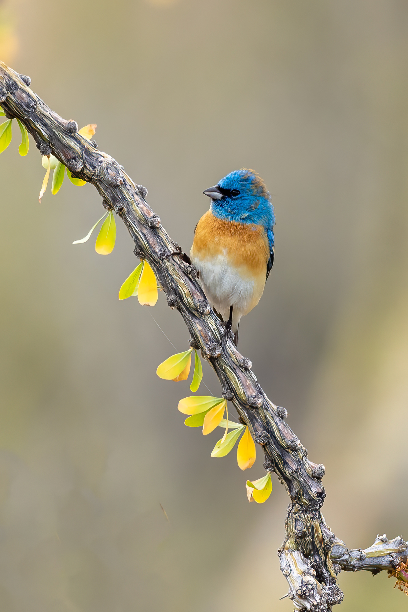 Lazuli Bunting on Ocotillo