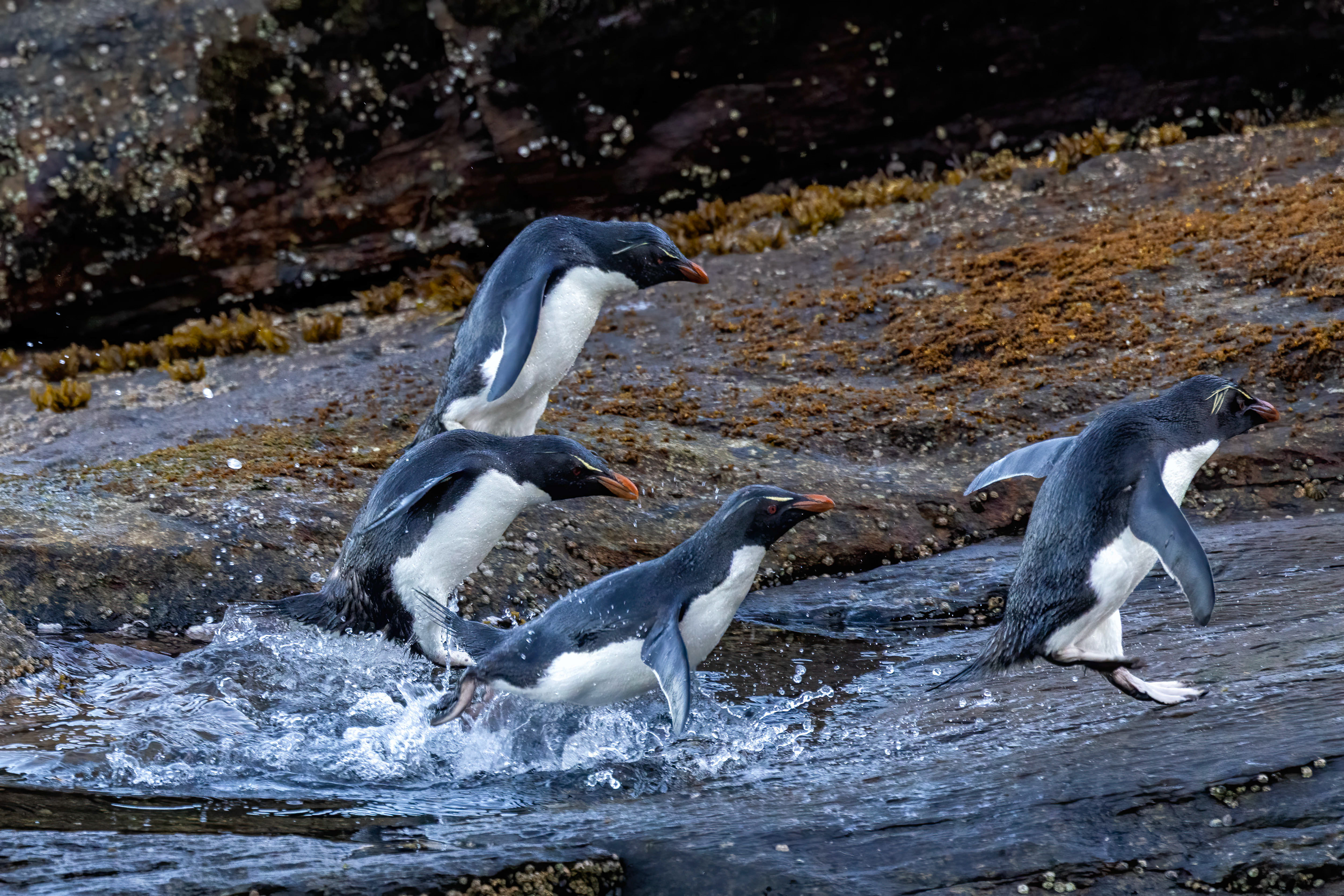 Sourthern Rockhoppers returning to the colony at the end of the day - Falklands - RM