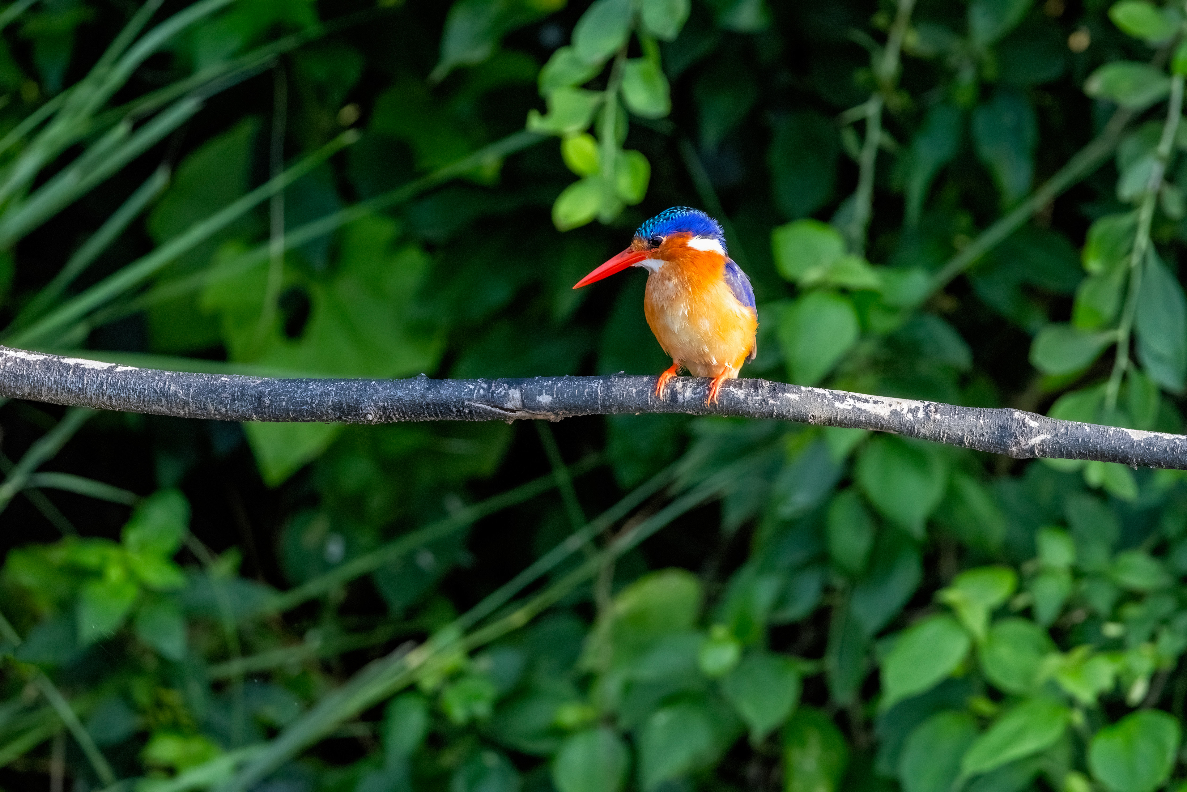 Malachite Kingfisher - Murchison Falls, Uganda - RM
