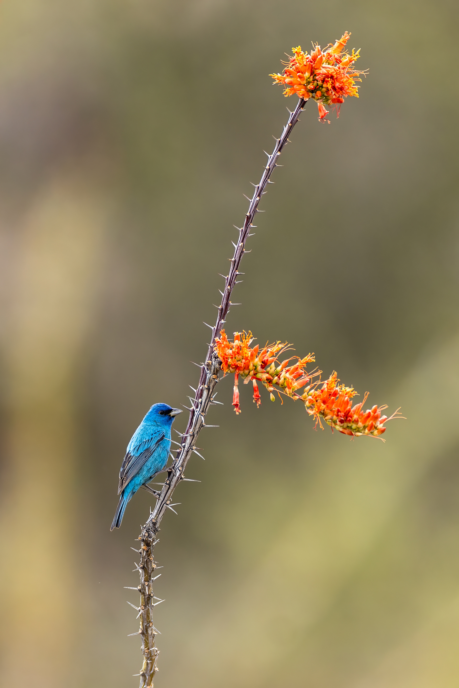 Indigo Bunting on flowering Ocotillo