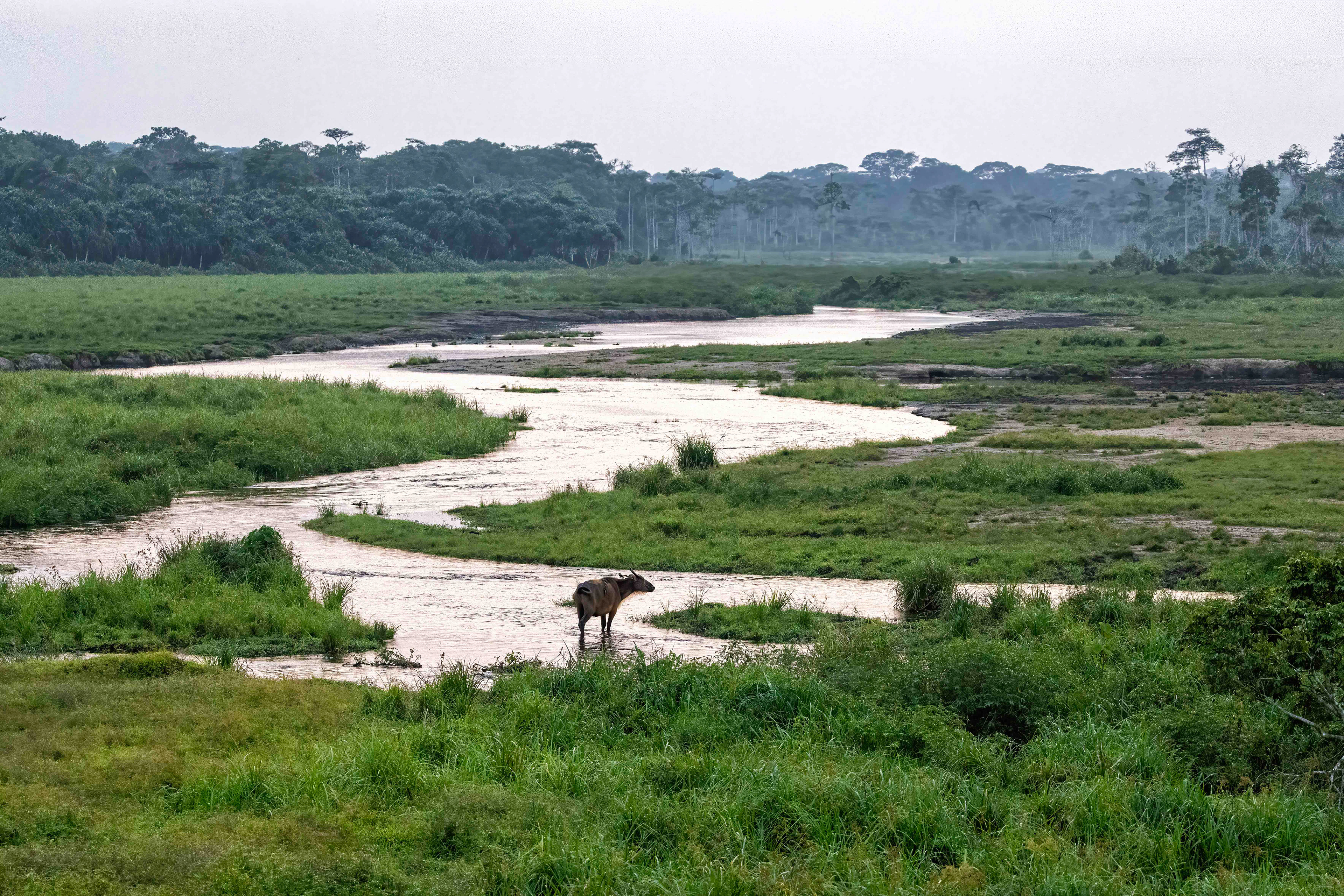 Lone Forest Buffalo at dusk in Capitale Bai - Odzala, Republic of Congo-RM