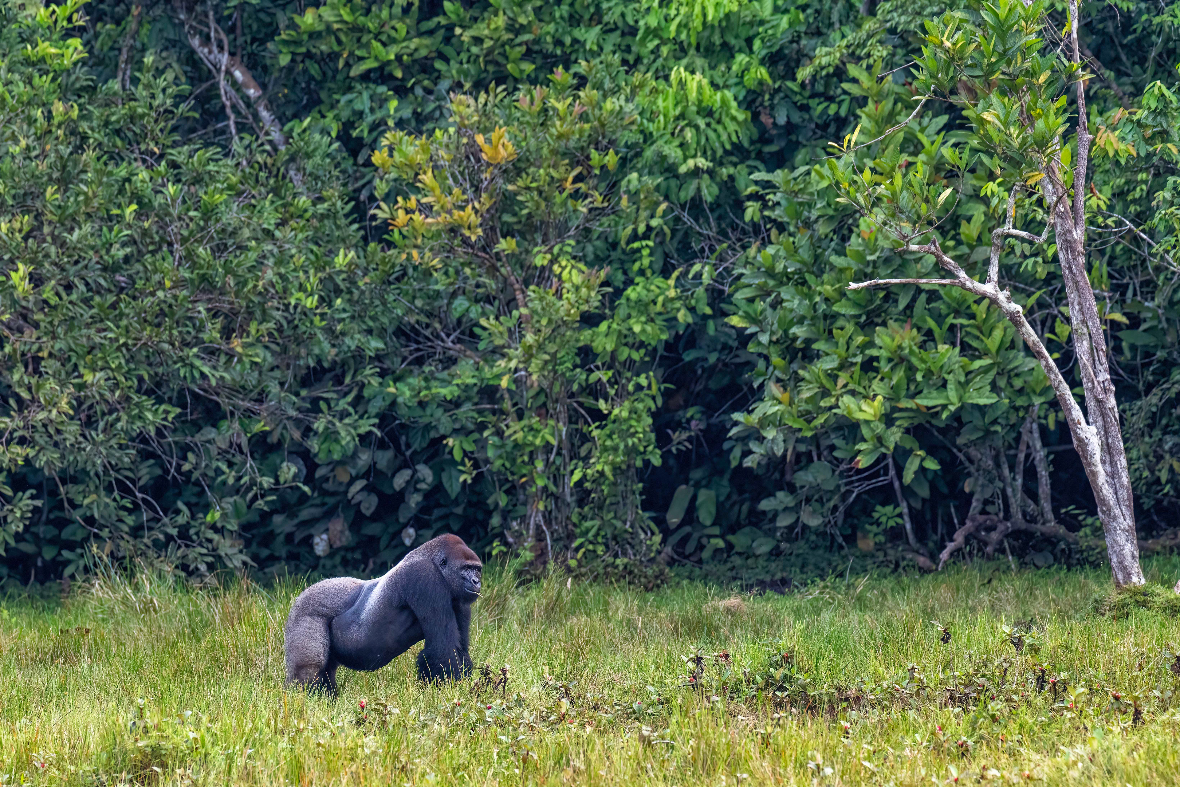 Western Lowland Silverback Gorilla - Odzala, Republic of Congo