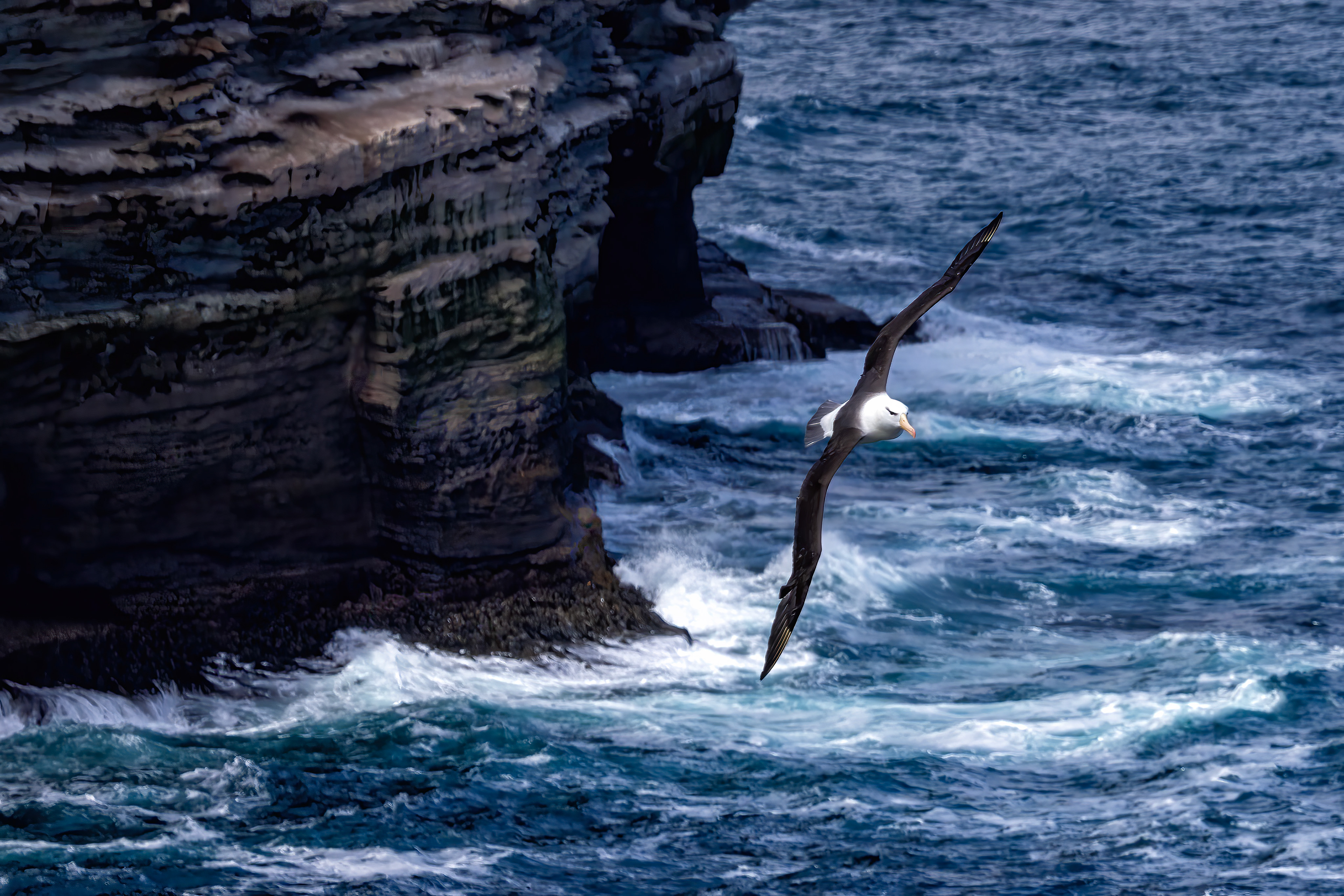 Black-browed Albatross flying along the cliffs of New island - Falklands