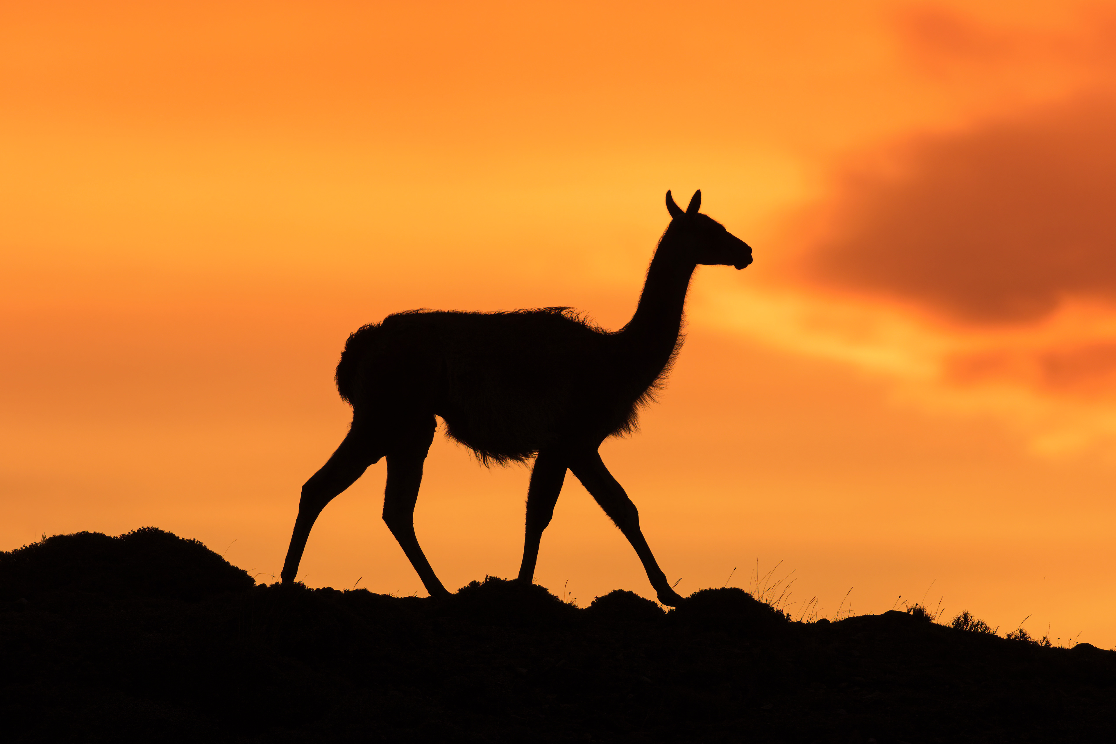Guanaco at sunset - Patagonia