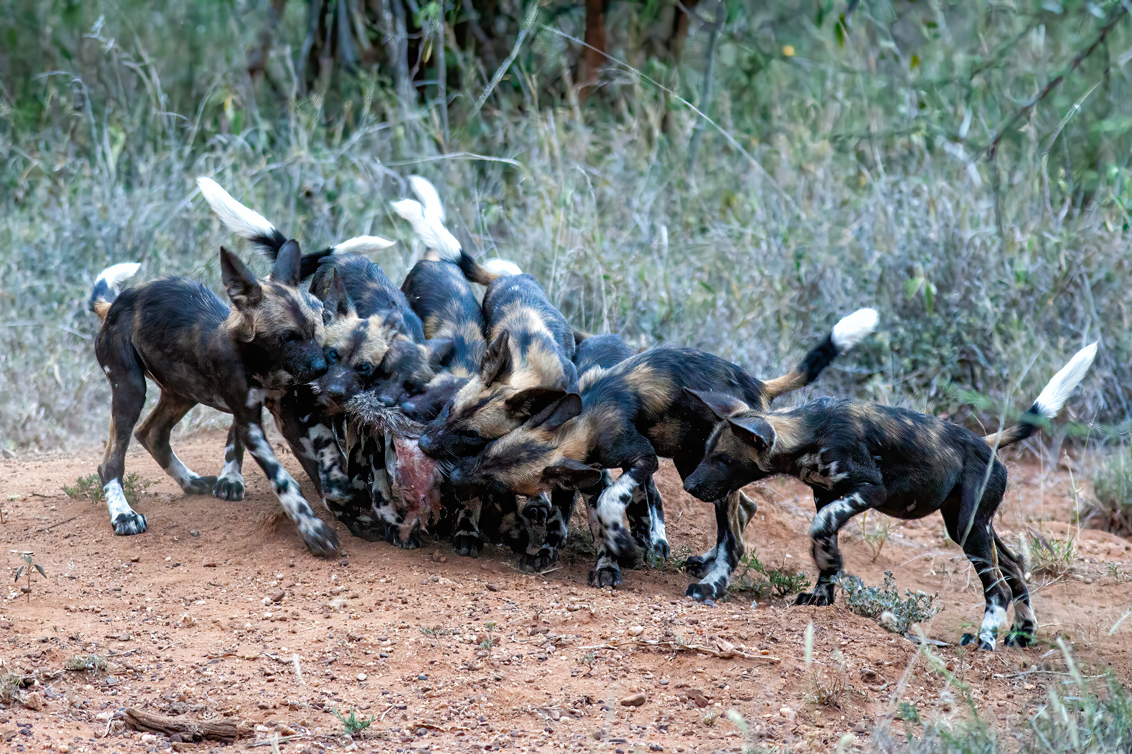 African Wild Dog pups fighting over a kill - Kenya - RM