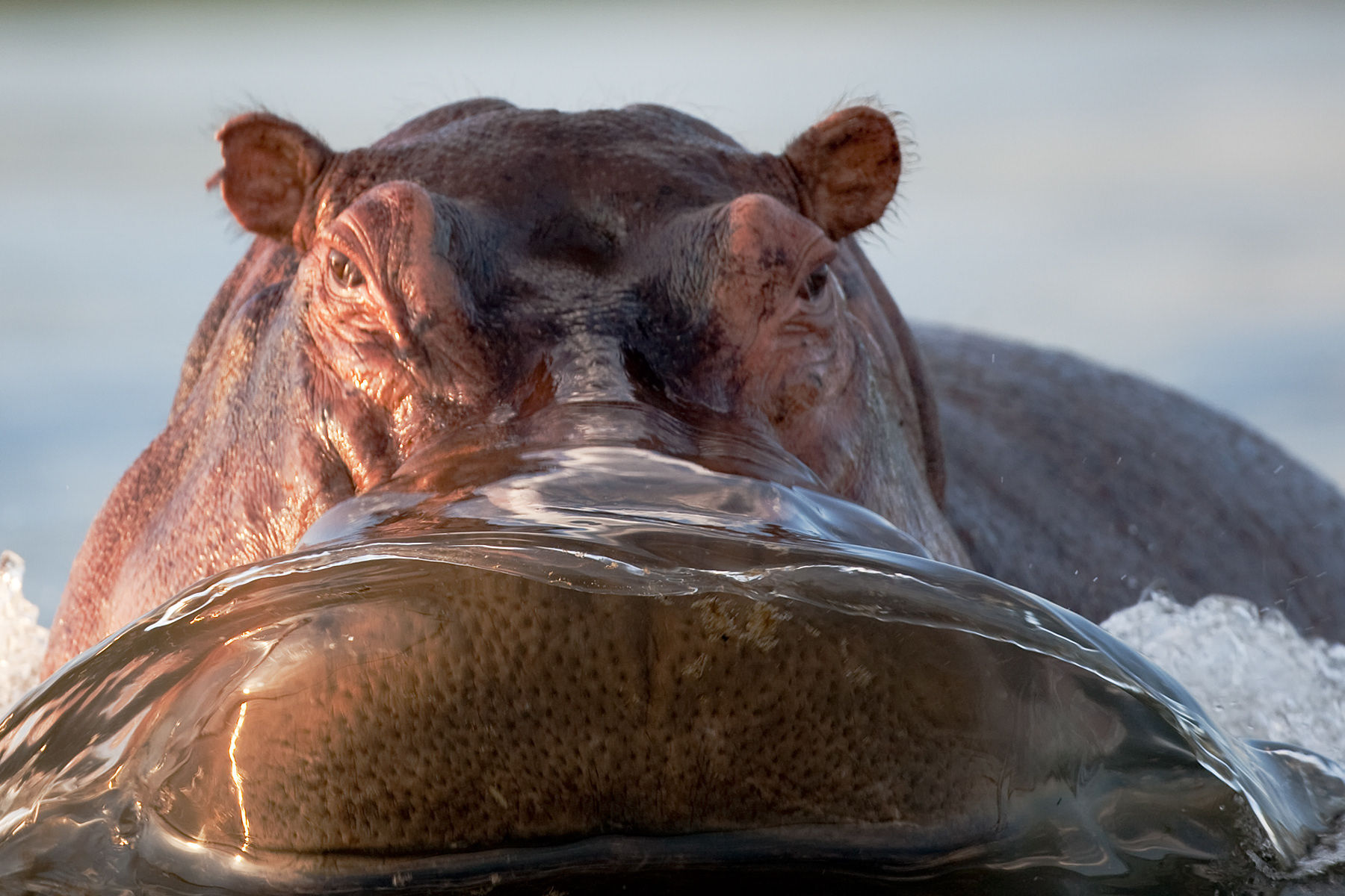 Hippo charging our small boat on the Nile - Uganda