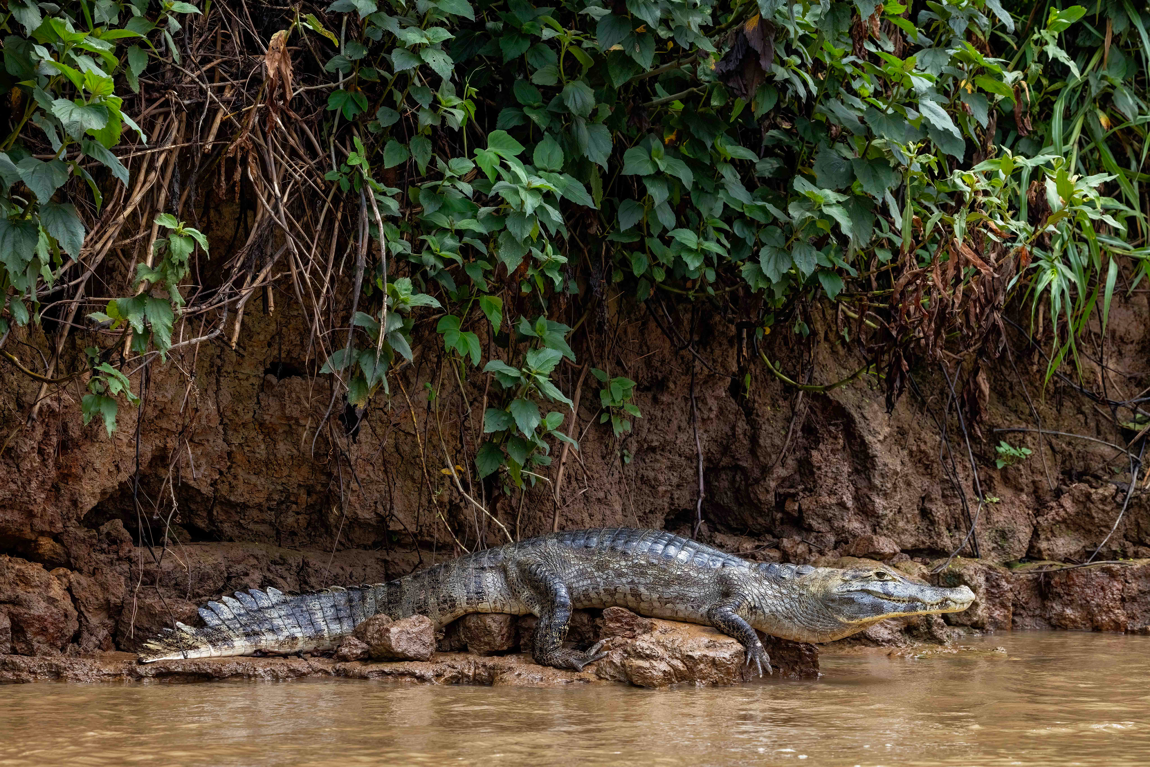 Caiman