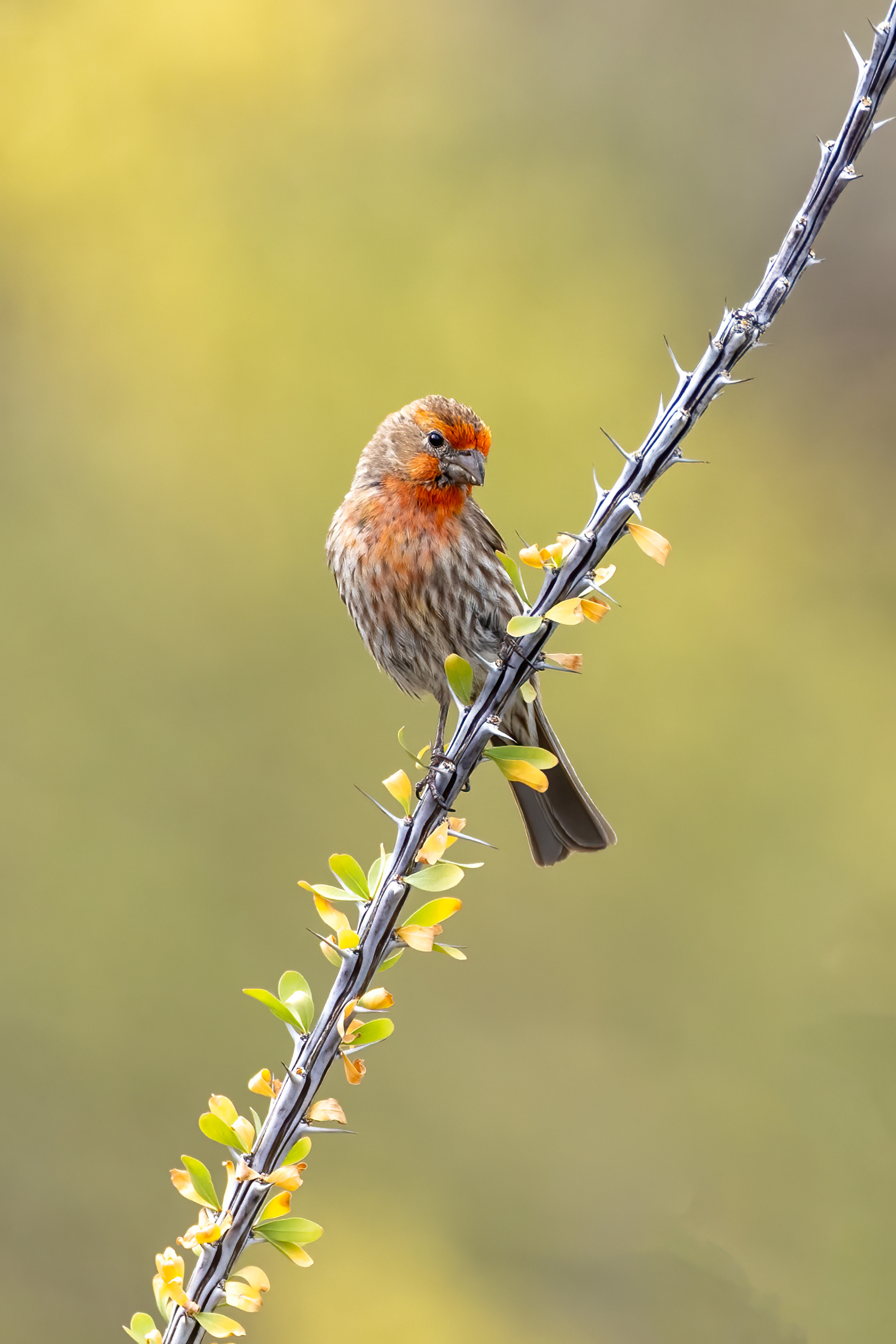 Male House Finch on Ocotillo