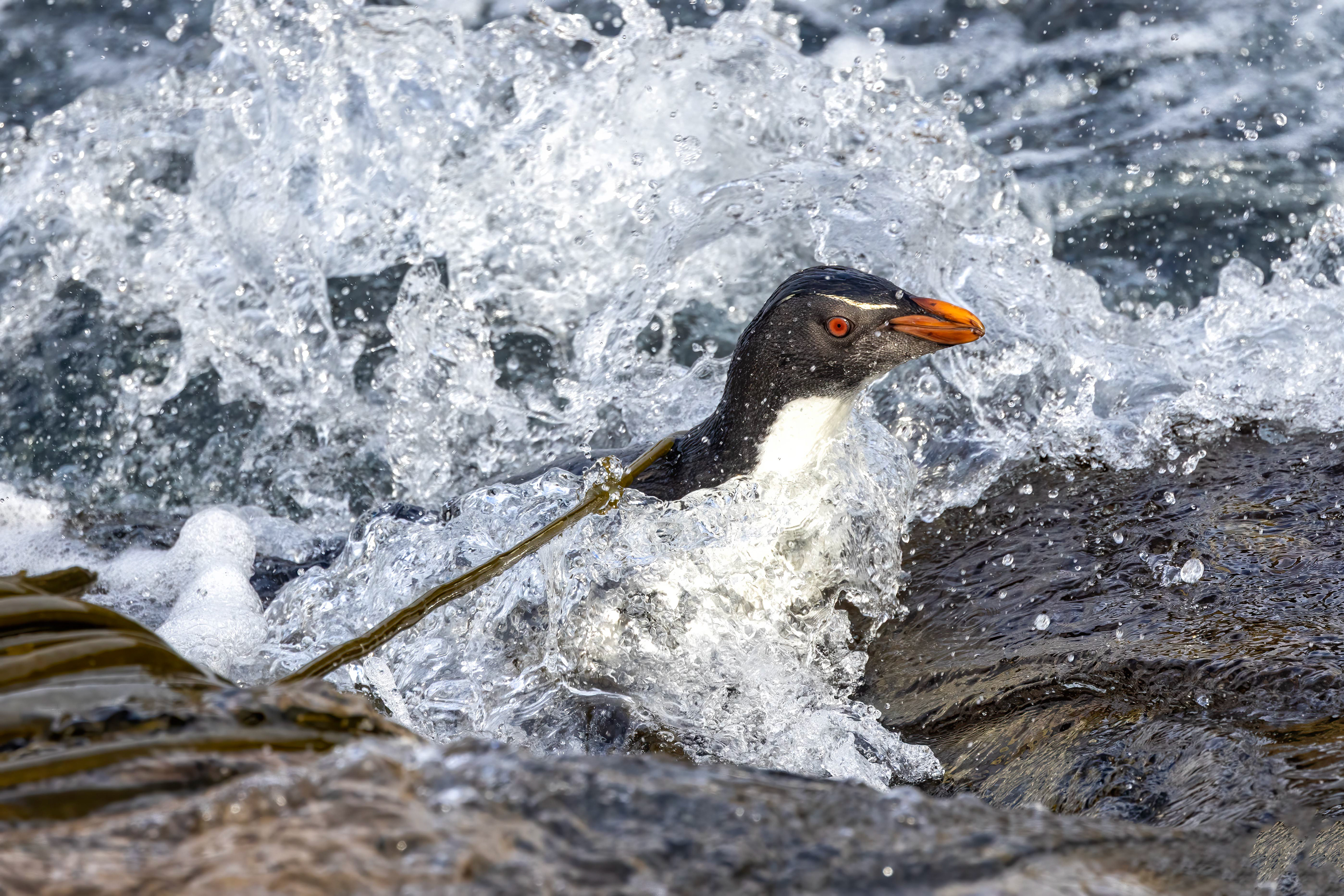 Southern Rockhopper surfing in - Falklands - RM