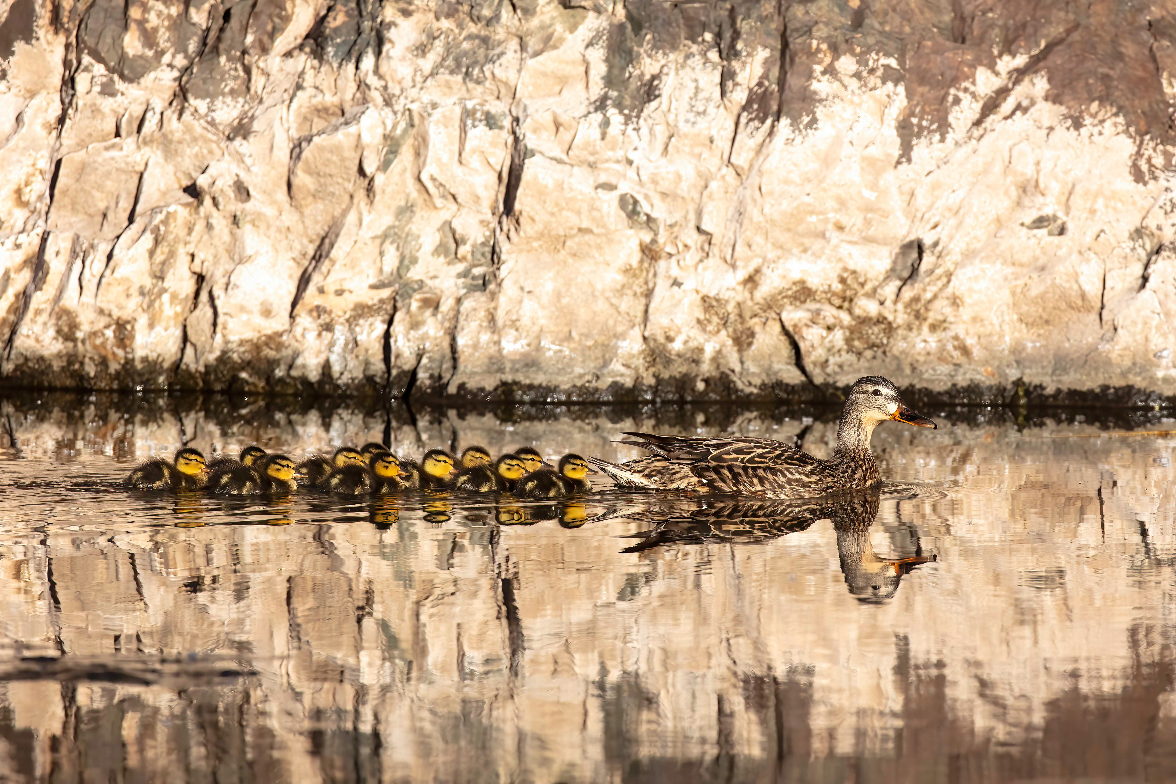 Female Mallard with young ducklings