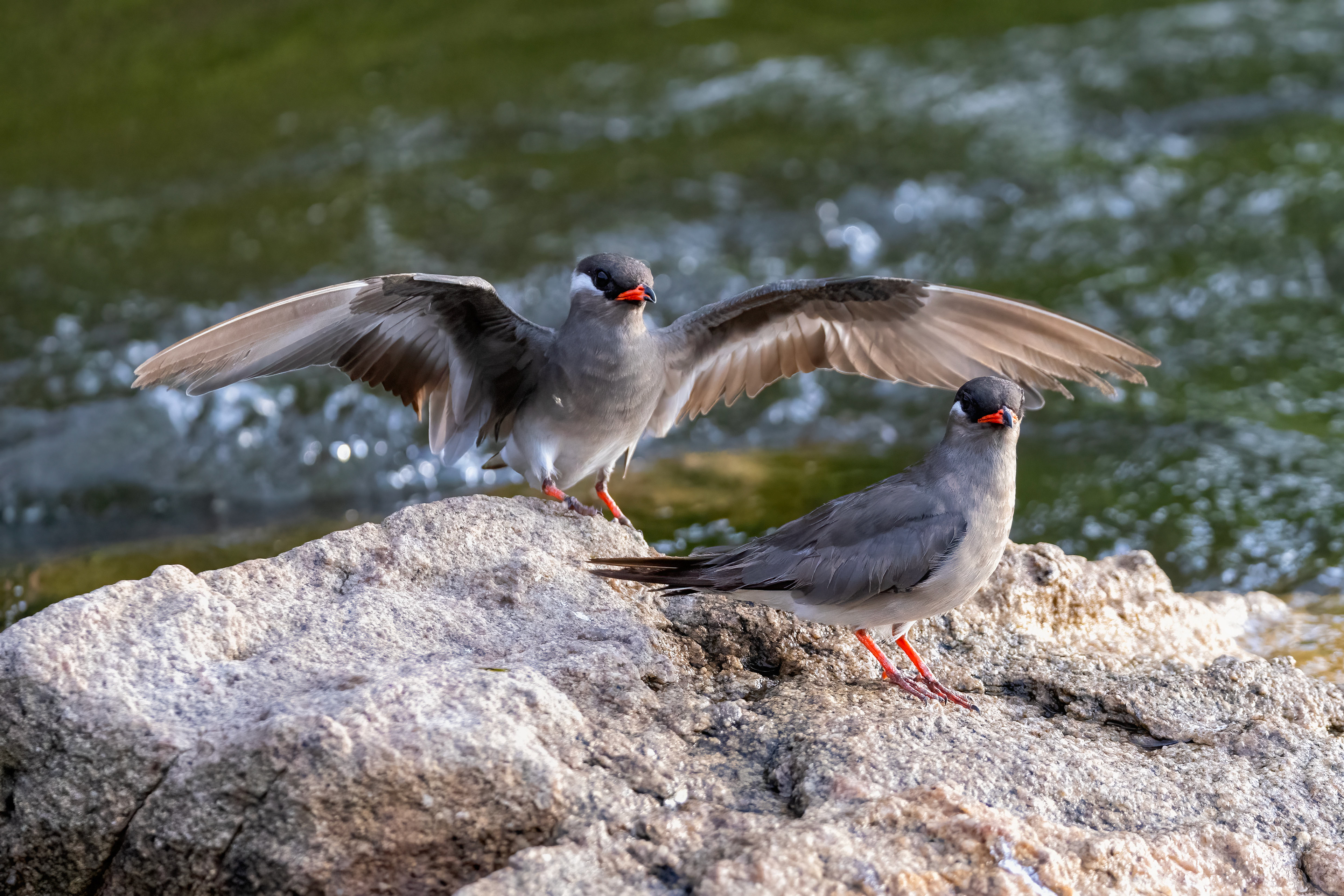 Rock Pratincoles - Murchison Falls, Uganda - RM