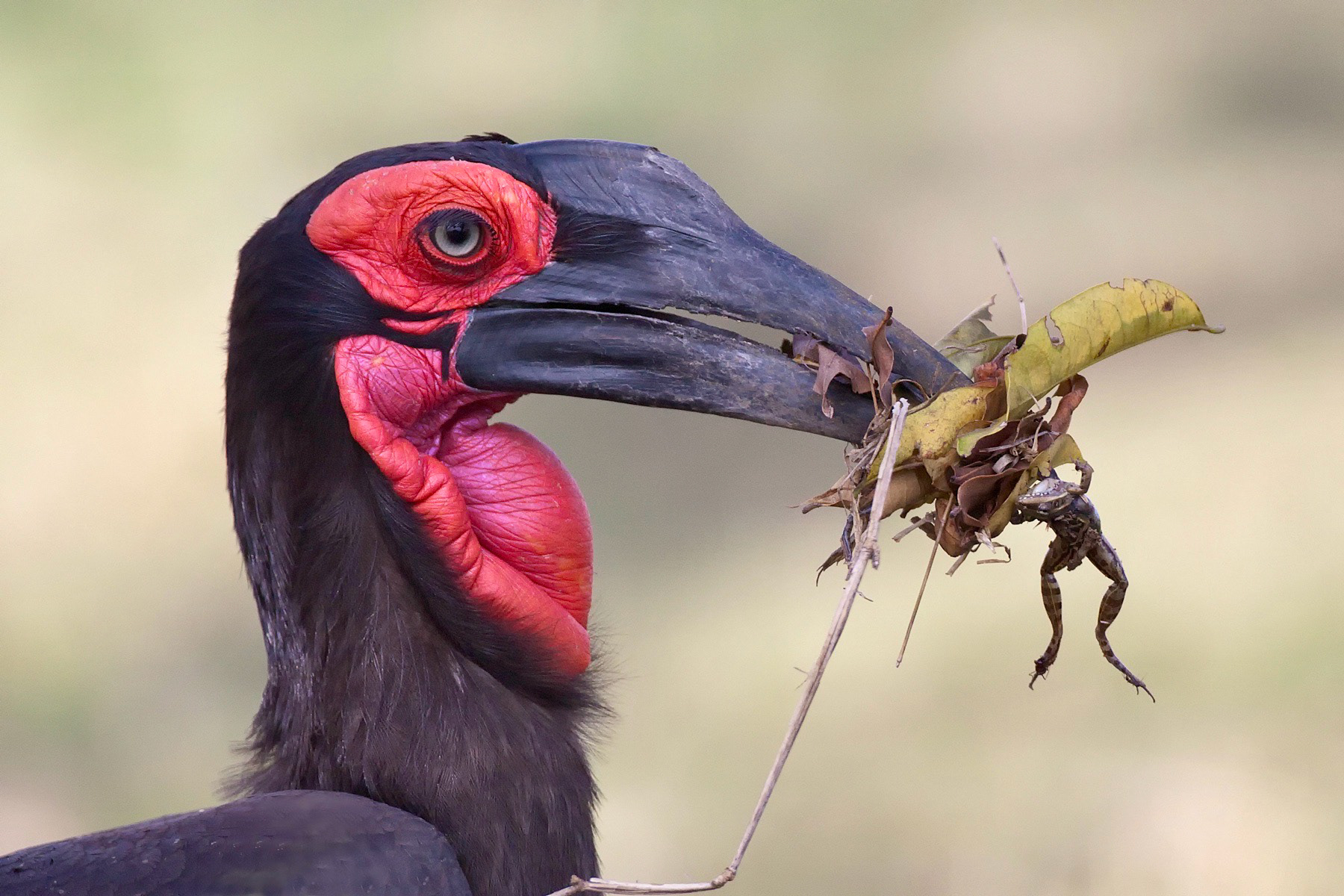 Ground Hornbill foraging - Masai Mara