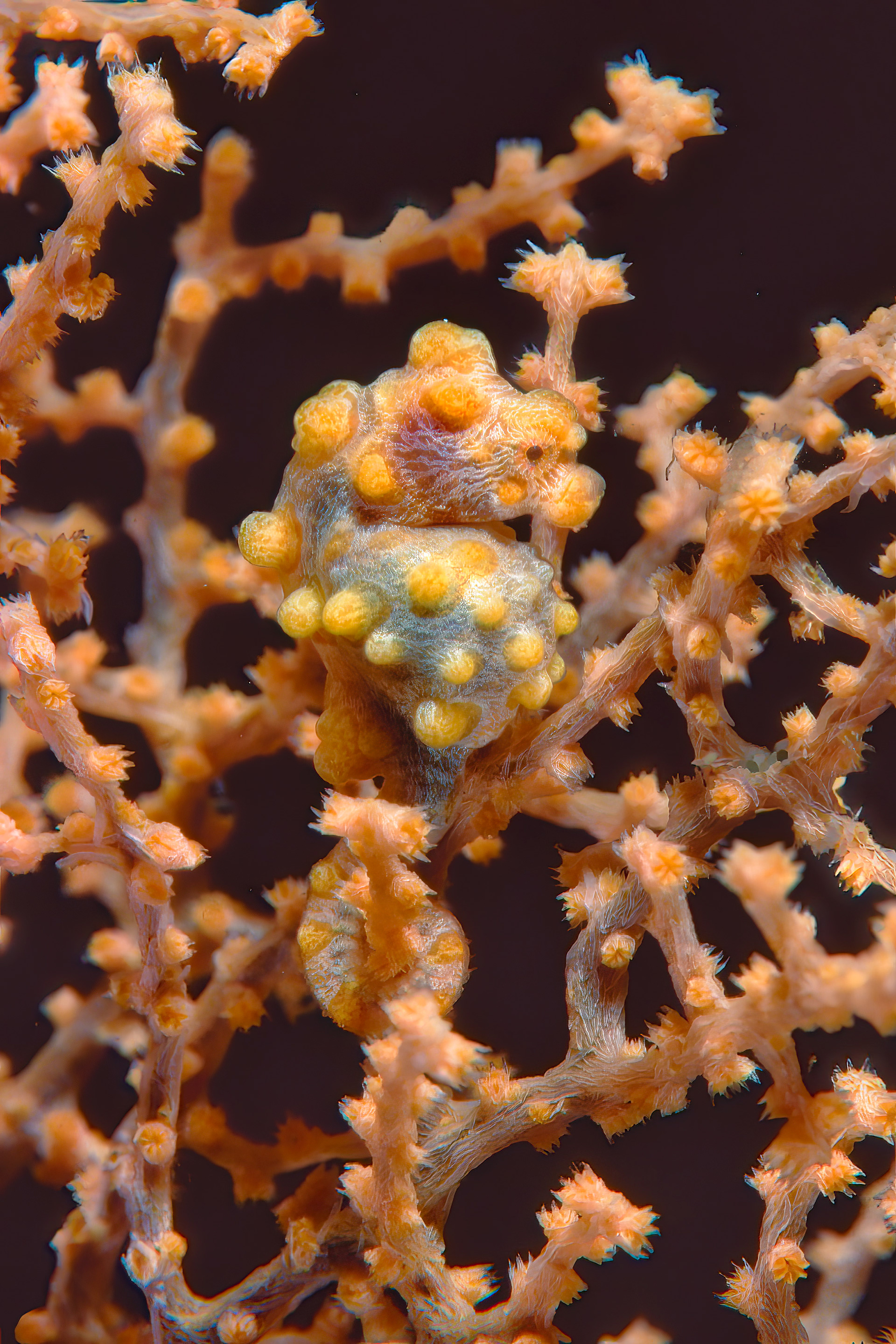 Pigmy Seahorse - Sulawesi, Indonesia