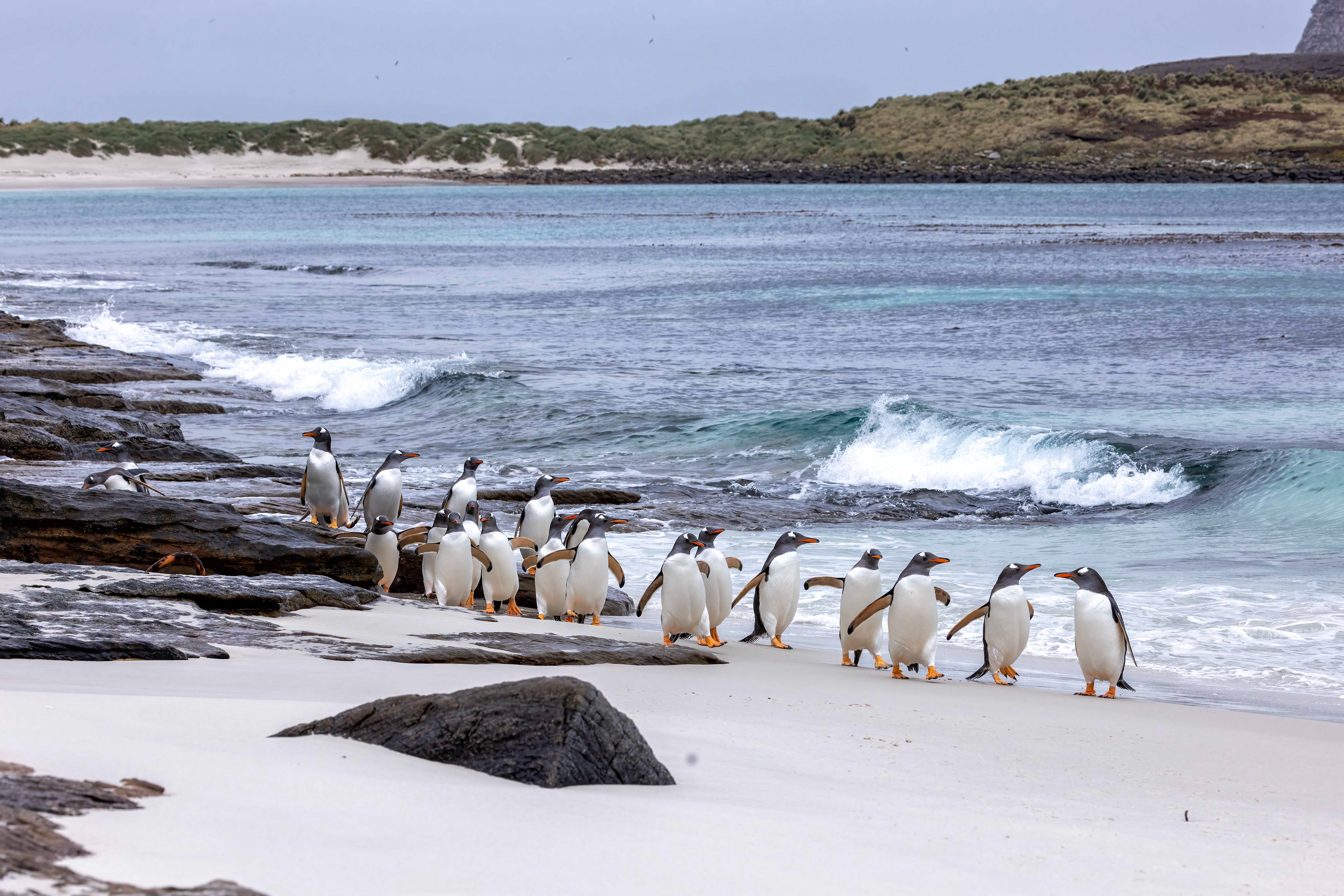 Gentoo Penguins taking returning to the beach on foot - Falklands