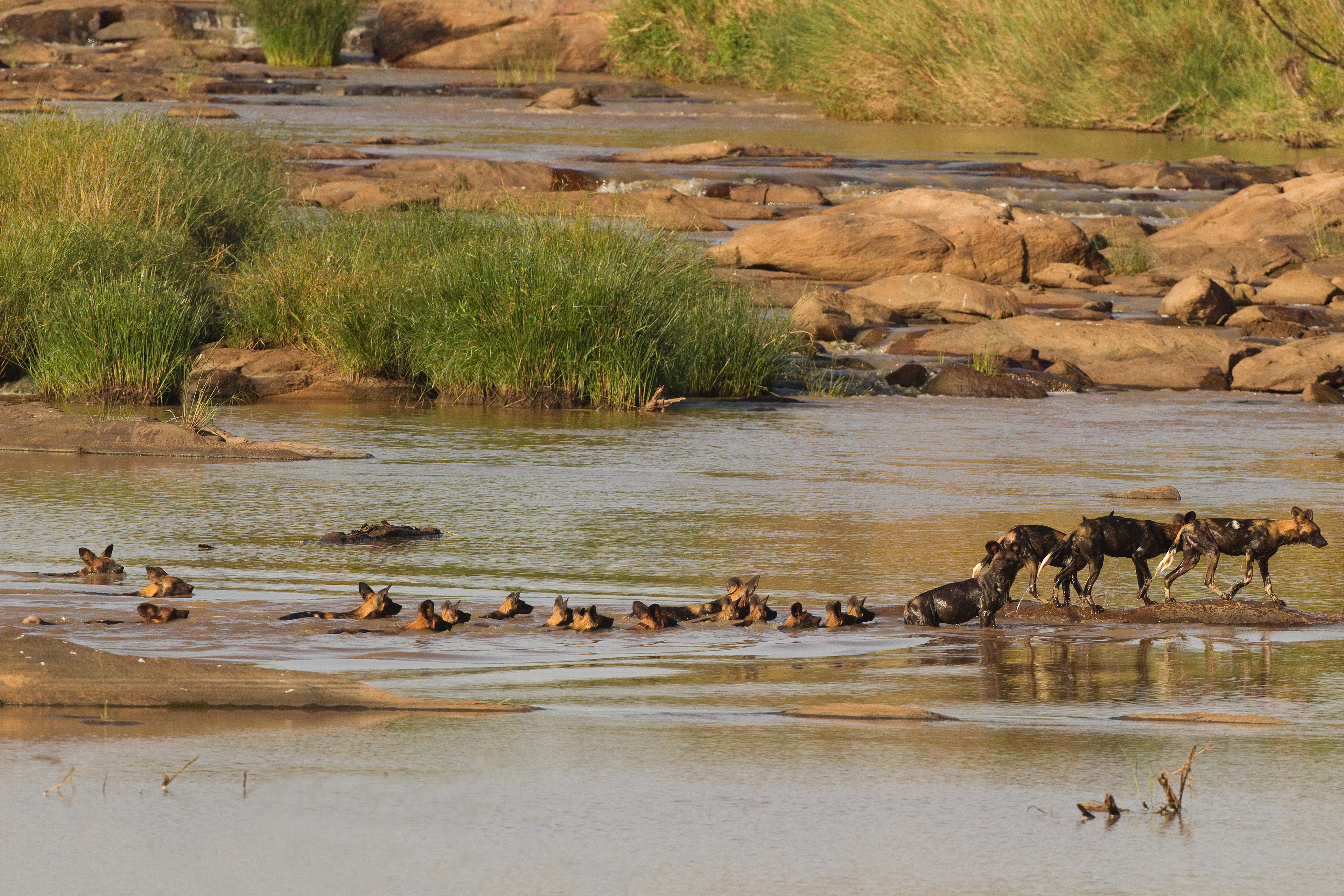 African Wild Dog pack crossing a river - Kenya
