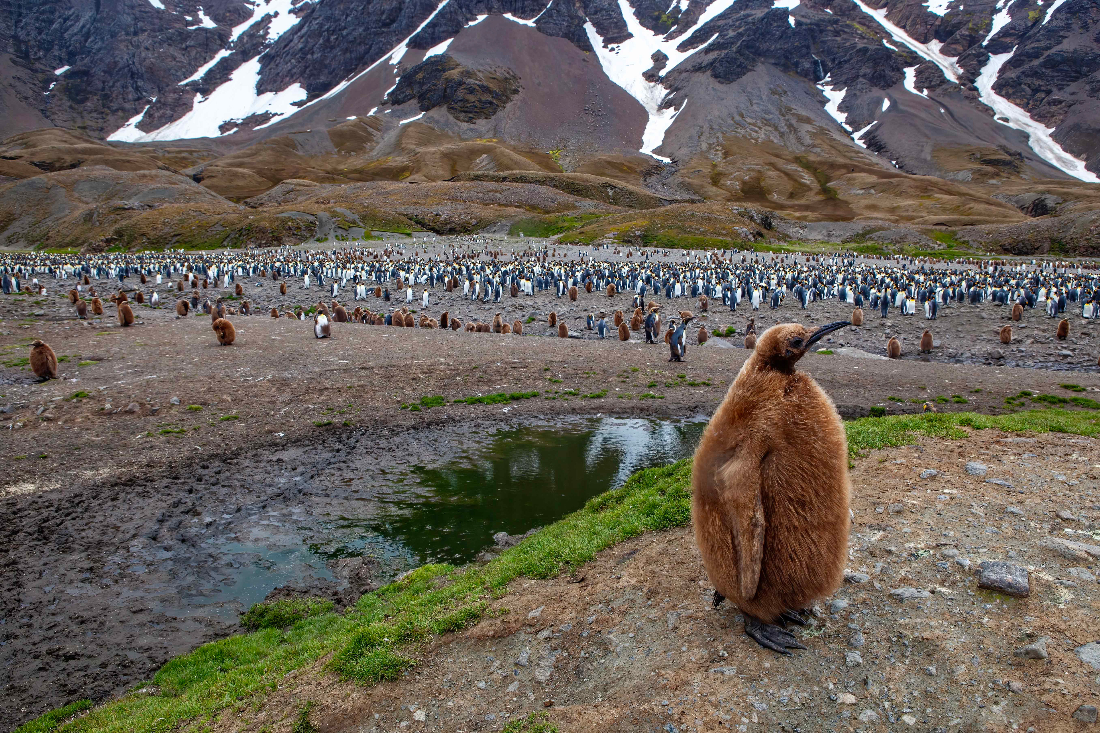 King penguin colony - Fortuna Bay, South Georgia