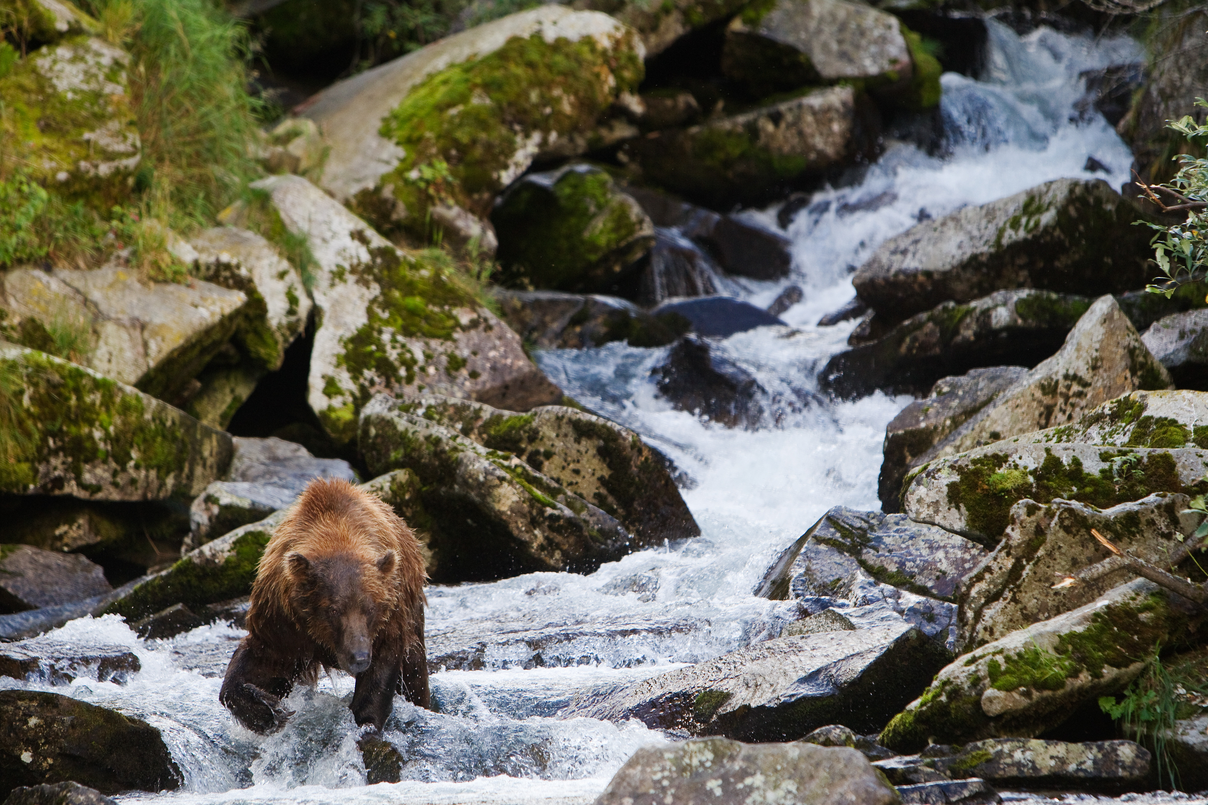 Grizzly Bear fishing in the rapids of a small coastal stream - Katmai Alaska