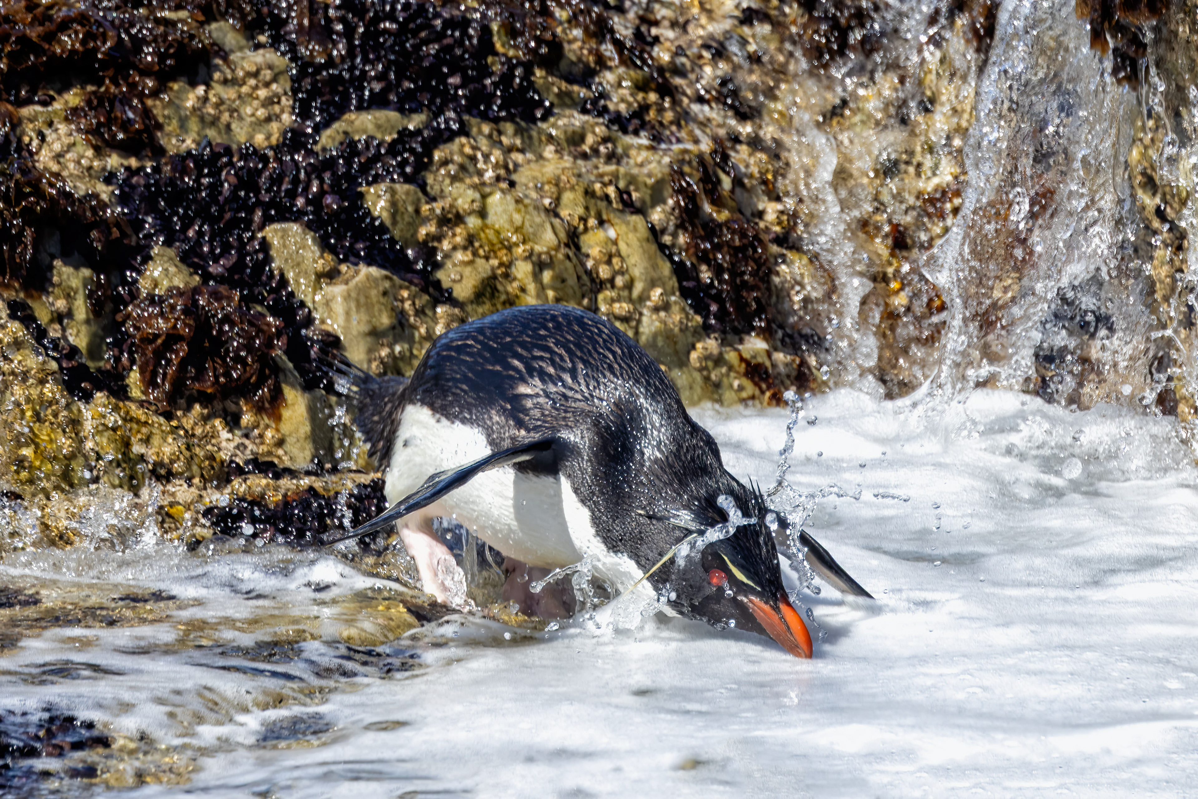 Southern Rockhopper enjoying a small rock pool - Falklands - RM