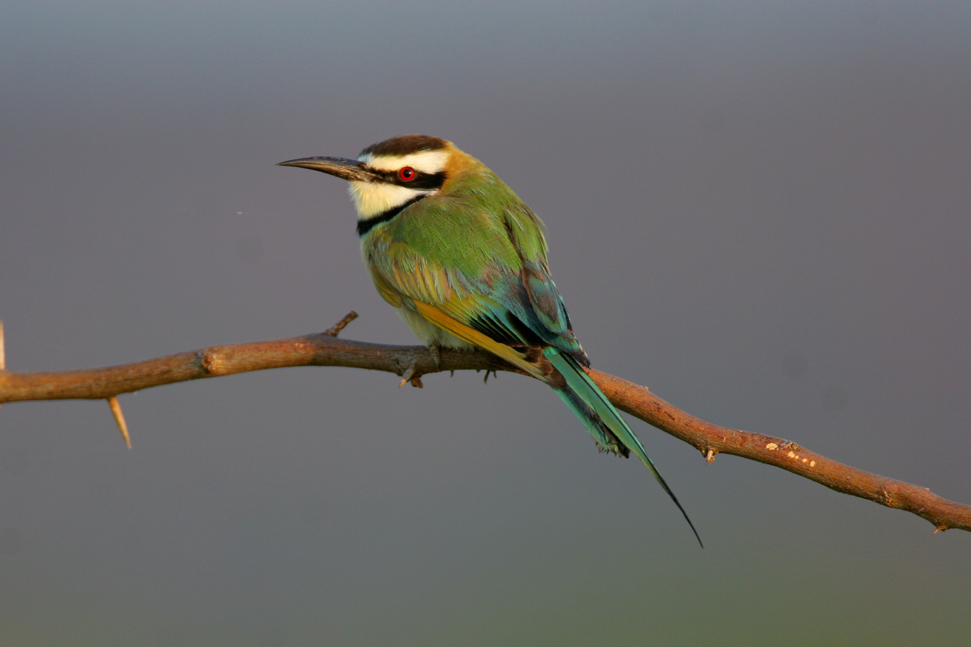 White-throated Bee-eater - Lake barring