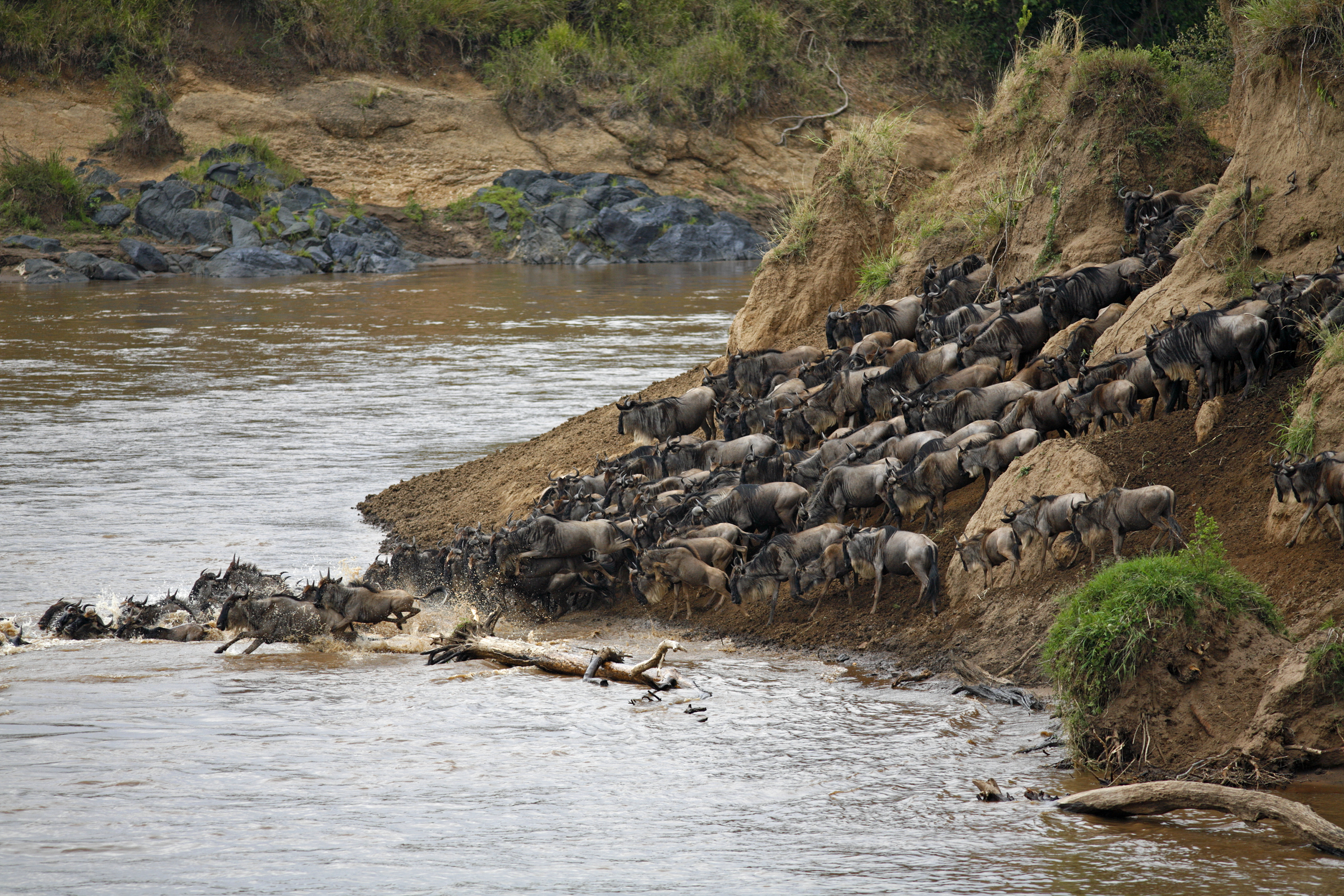 Wildebeest crossing the Mara River - Masai mara