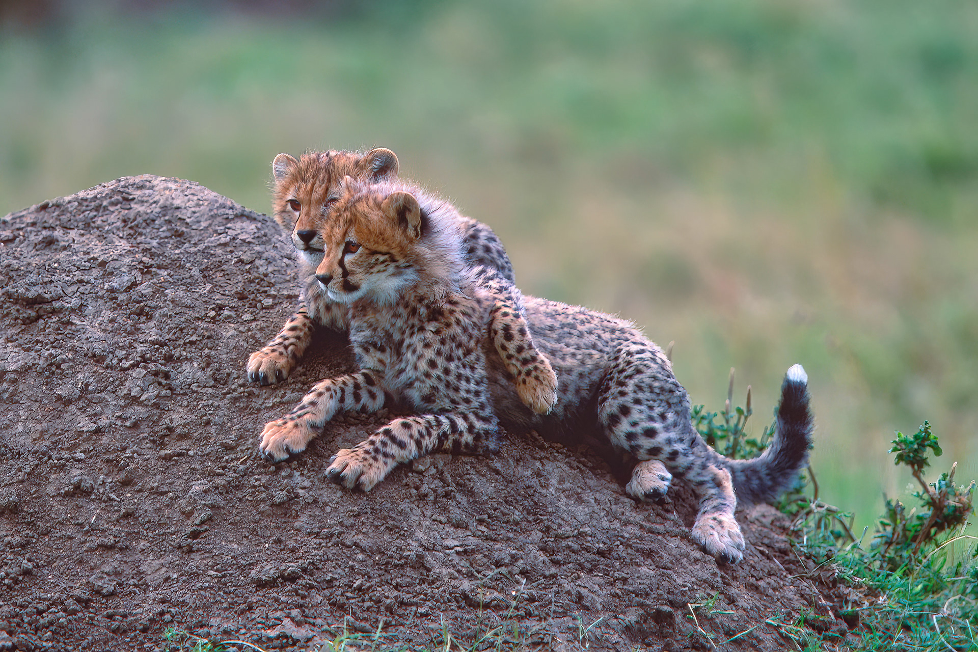 Cheetah cubs resting - Masai Mara