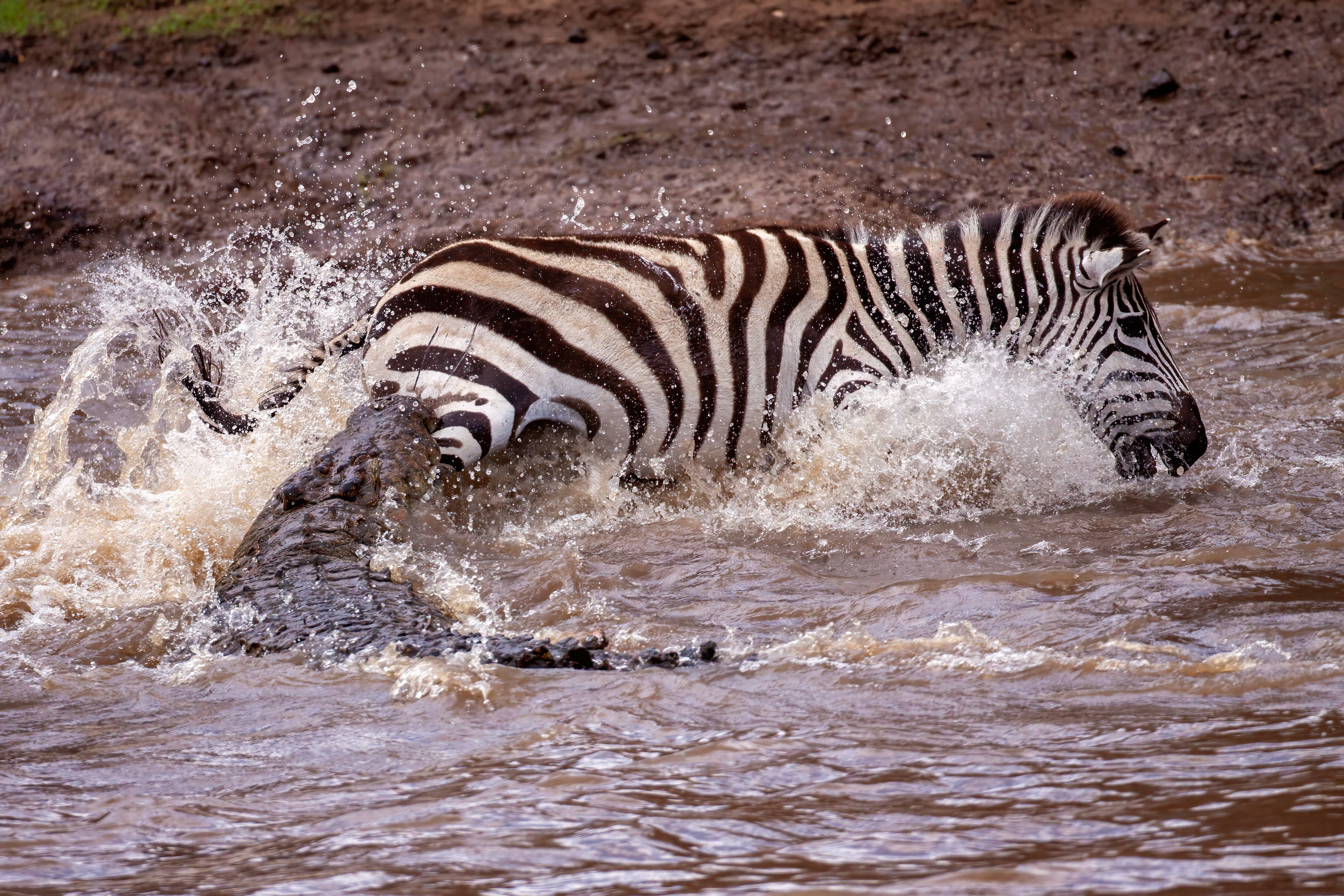 A lucky Zebra escaping the jaws of a huge Nile Crocodile in the Mara River - Kenya
