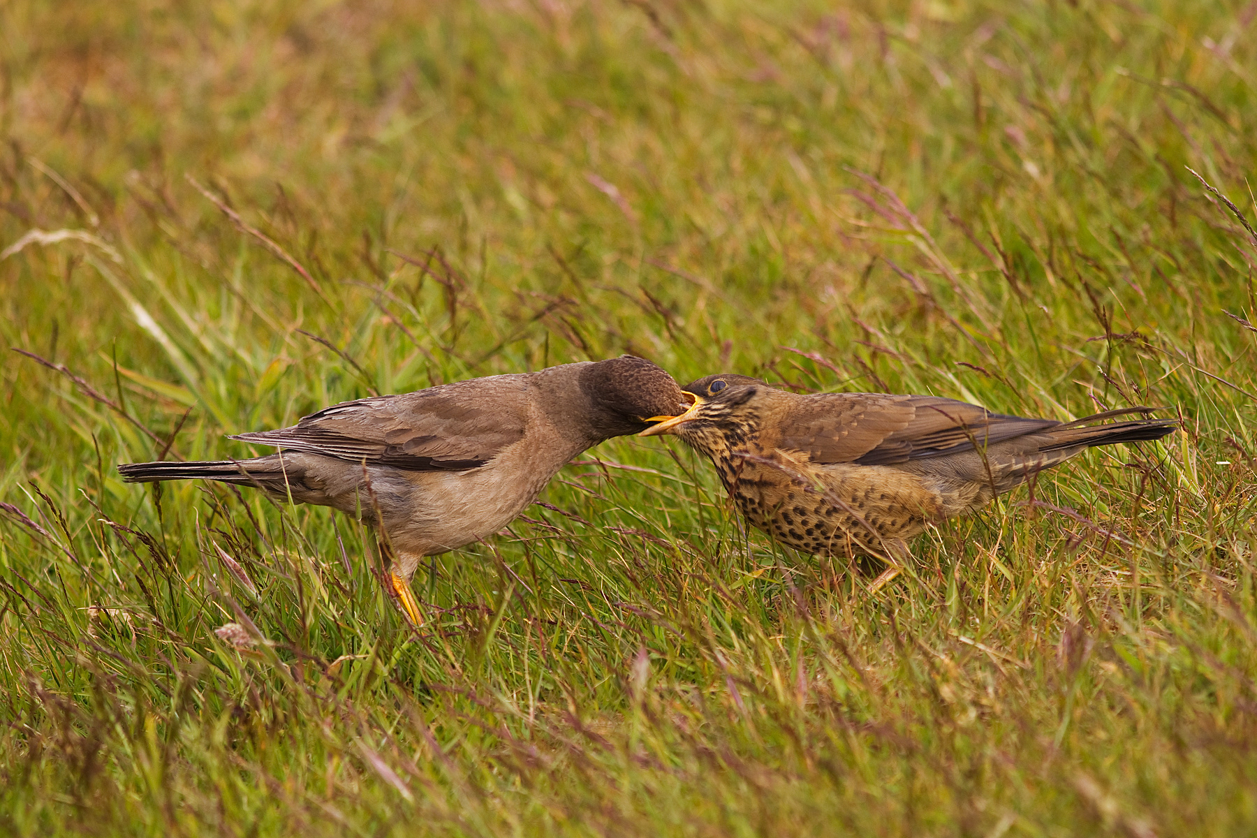 Falklands Thrush being fed - Falklands