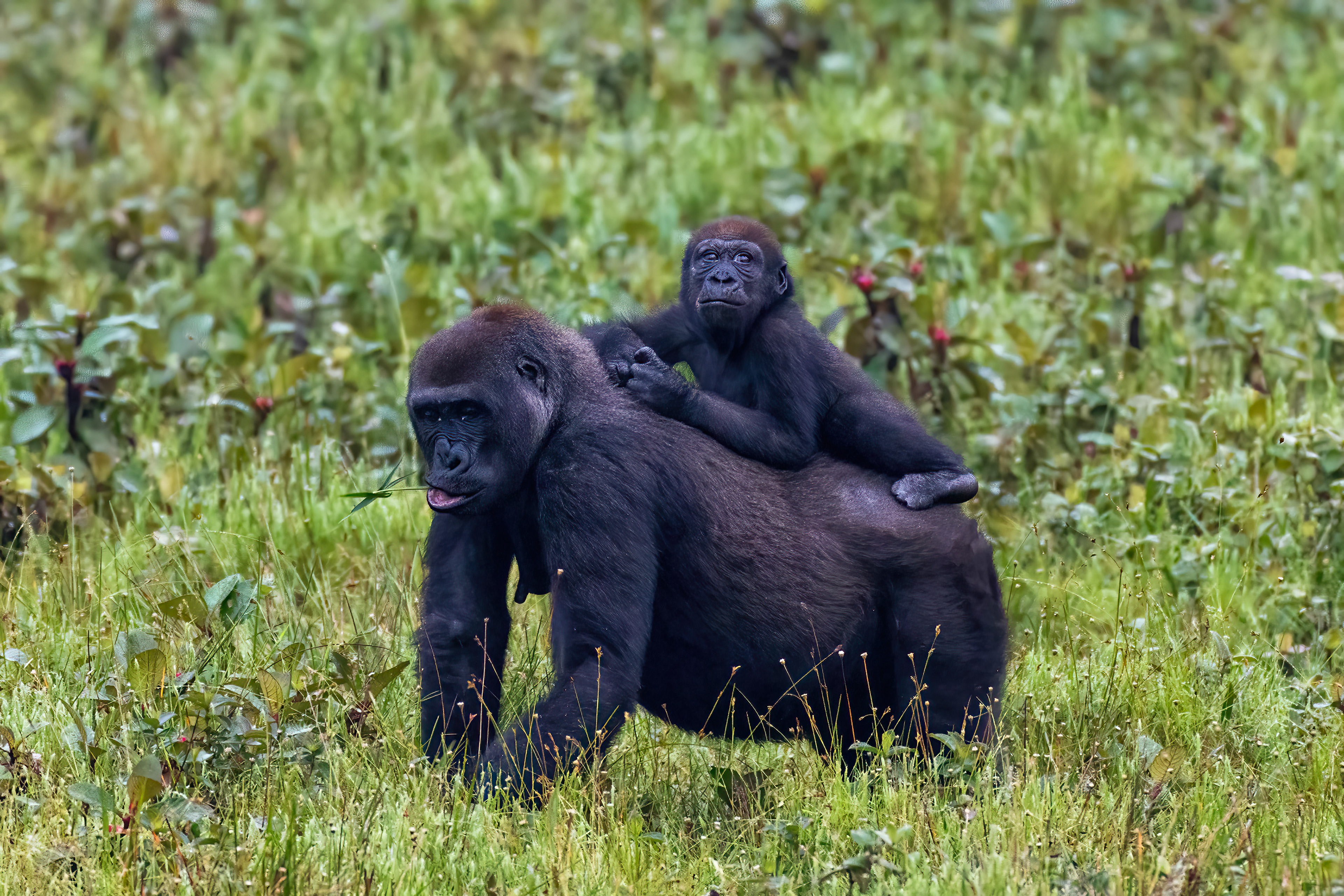Western Lowland Gorilla mother and baby - Odzala, Republic of Congo