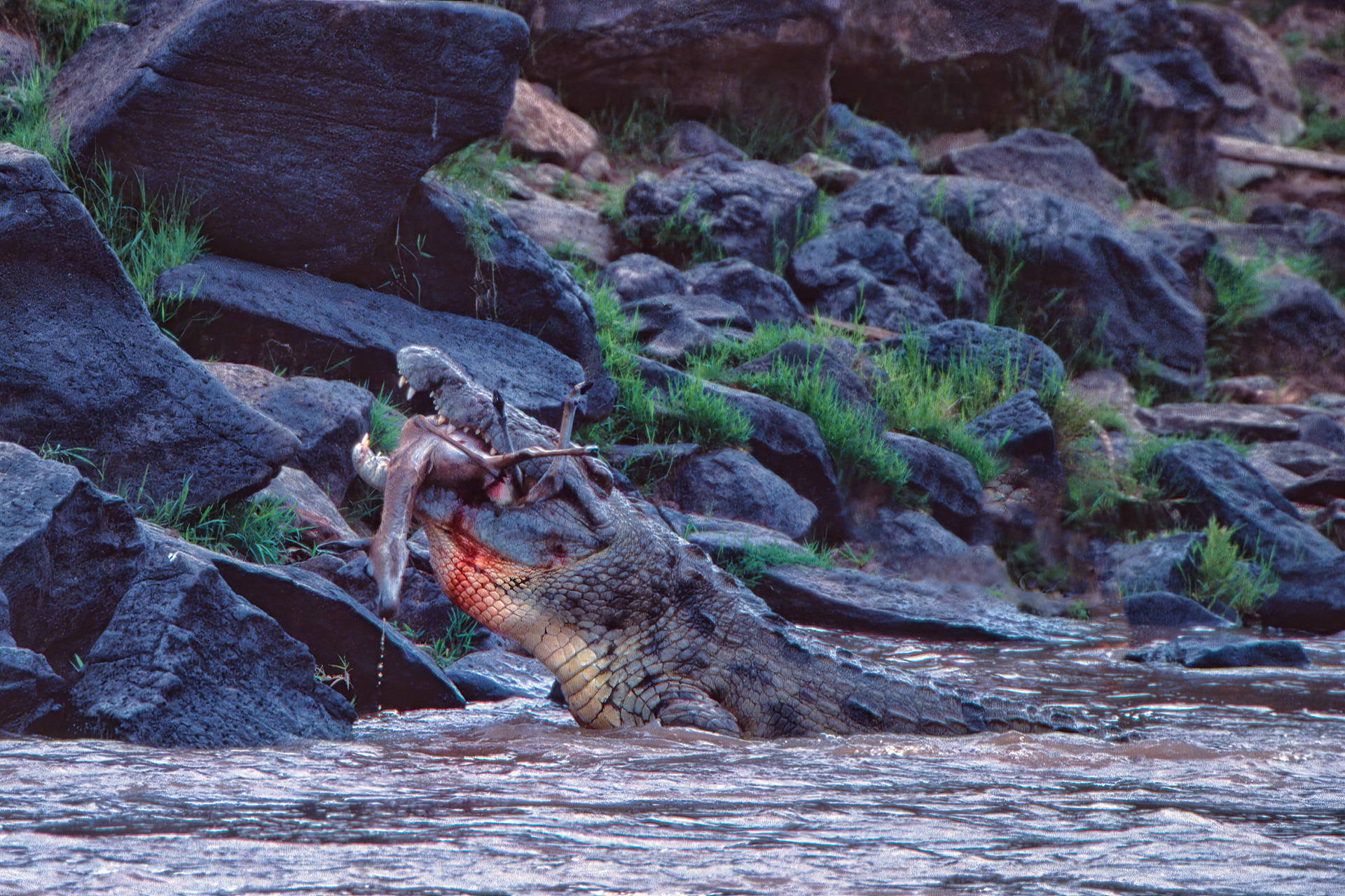 Massive Nile Crocodile swallowing a gazelle whole - Masai Mara