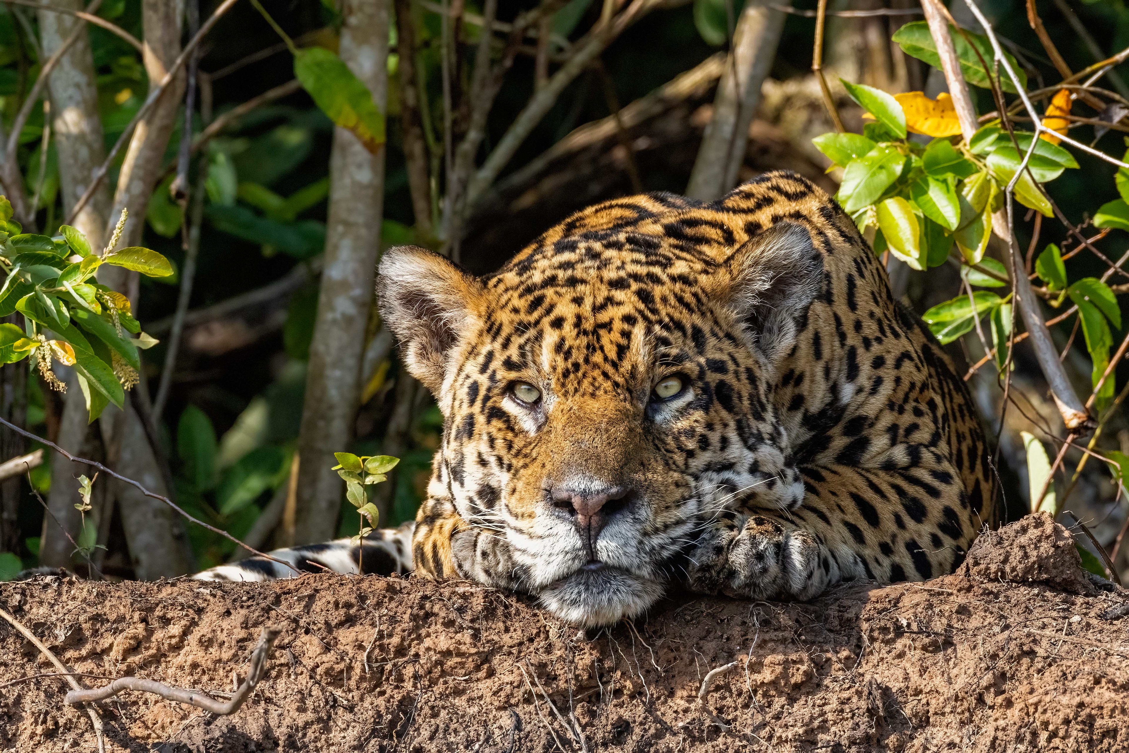 Male jaguar