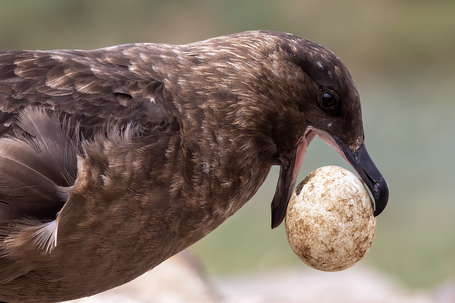 Falkland Skua with a stolen penguin egg - Falklands - RM