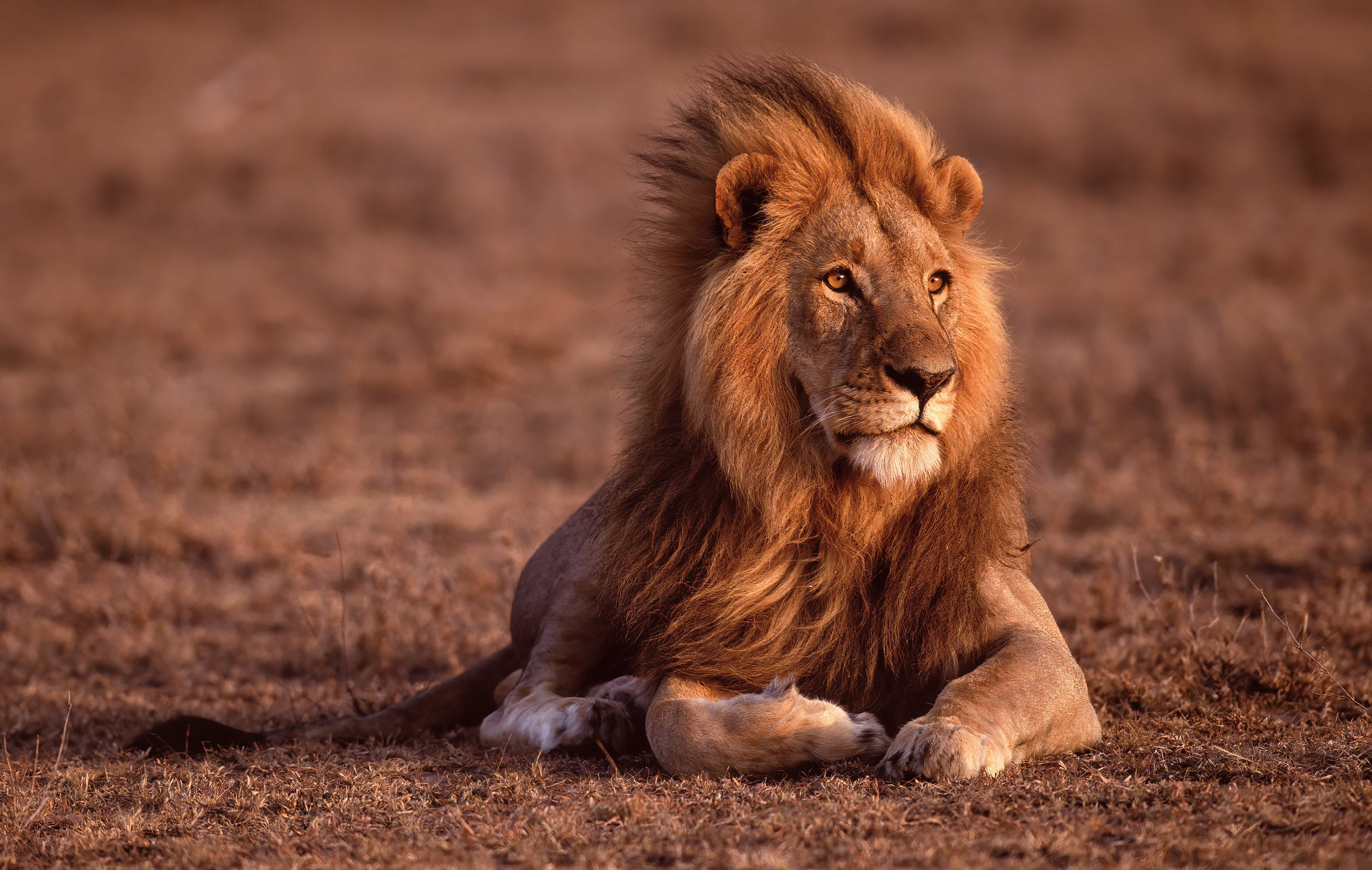 Magnificent male Lion - Masai Mara