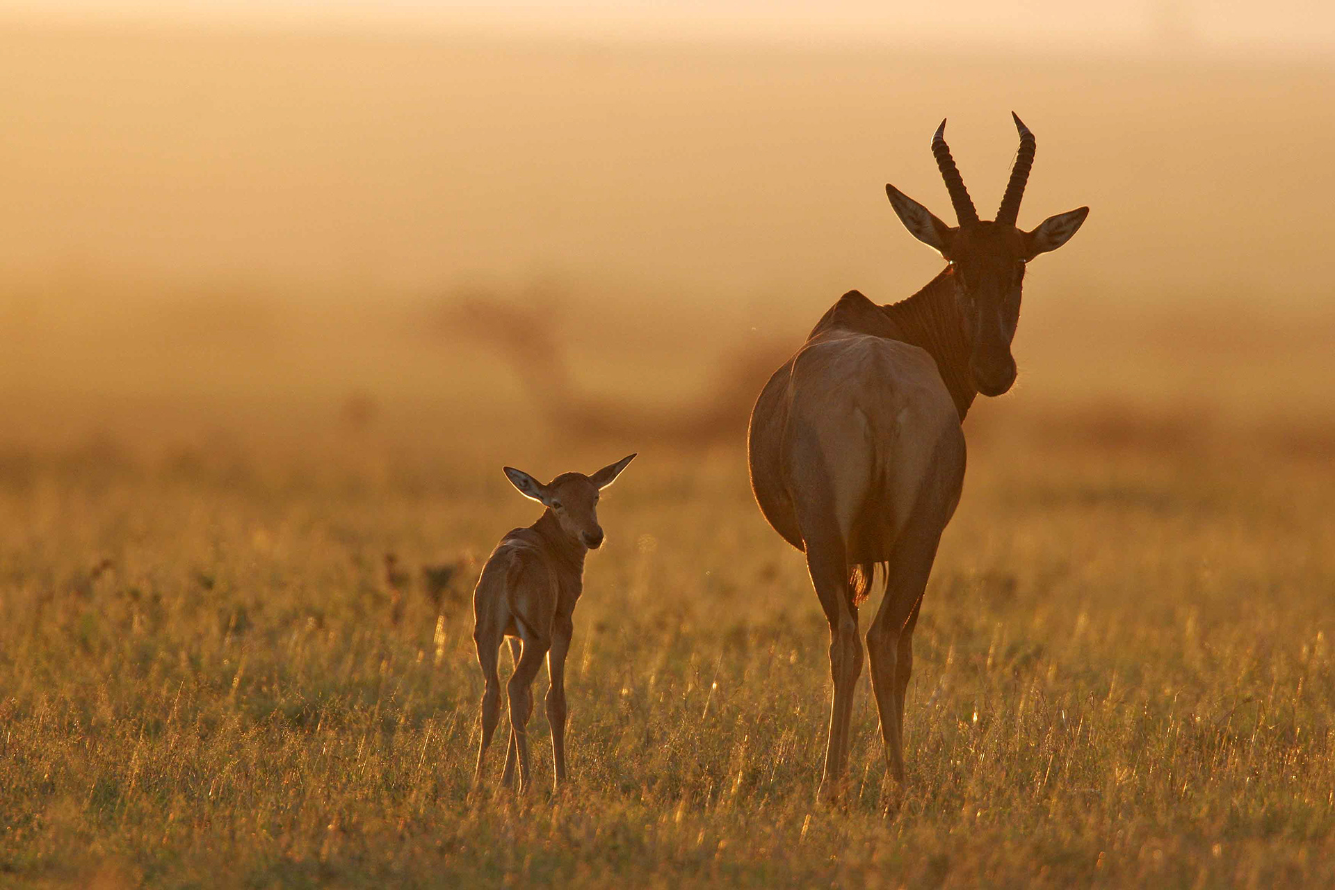 Topi mother and calf - Masai Mara