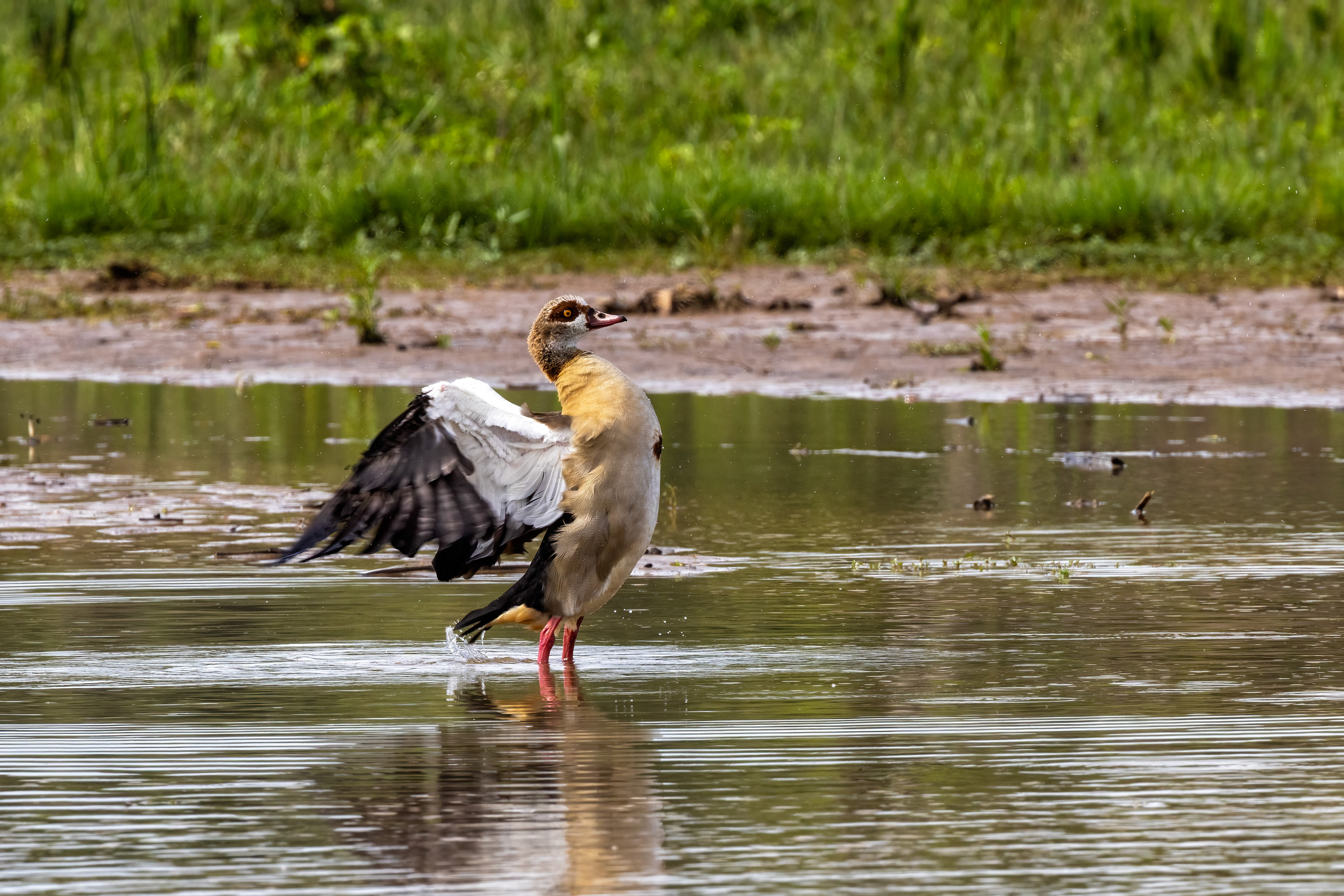 Egyptian Goose - Murchison Falls, Uganda - RM