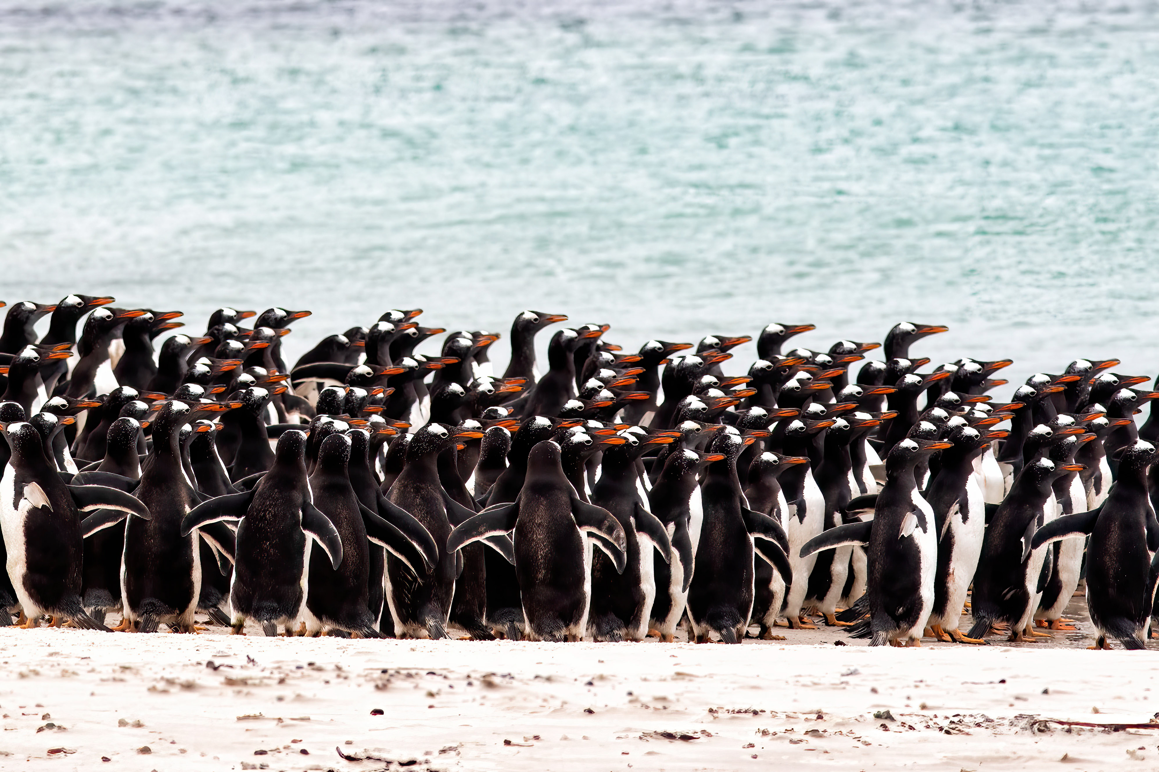 Gentoo Penguins gathering before heading out to feed - Falklands - RM