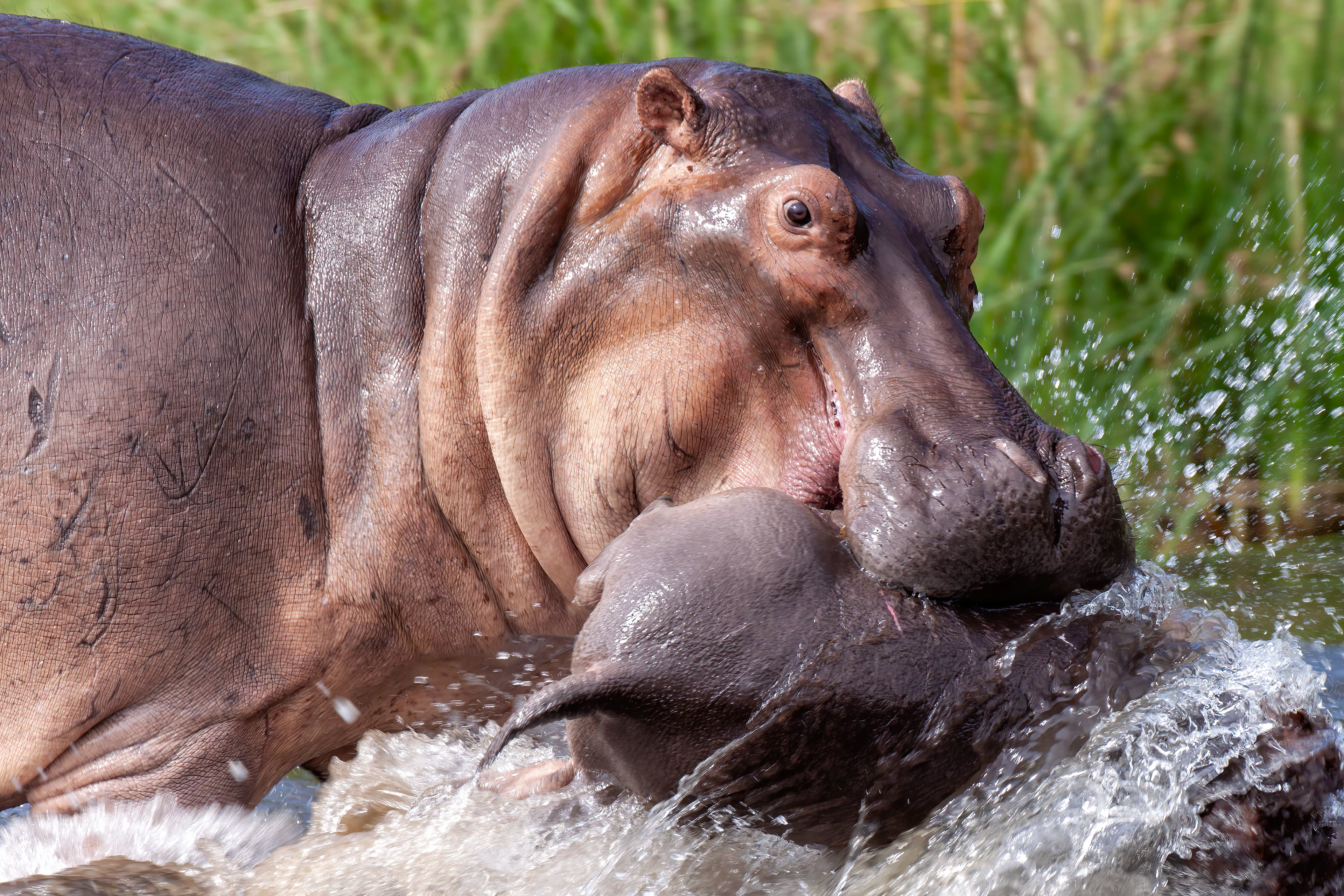 Distraught mother Hippo tossing her deceased calf - Uganda