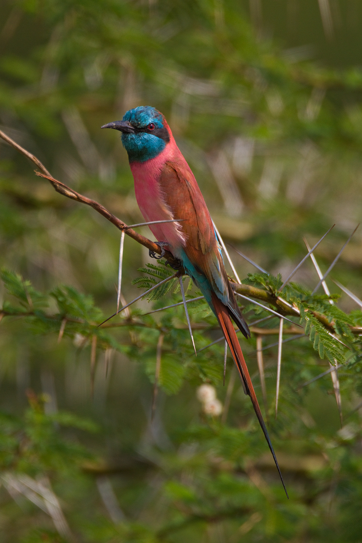 Northern Carmine Bee-eater - Uganda